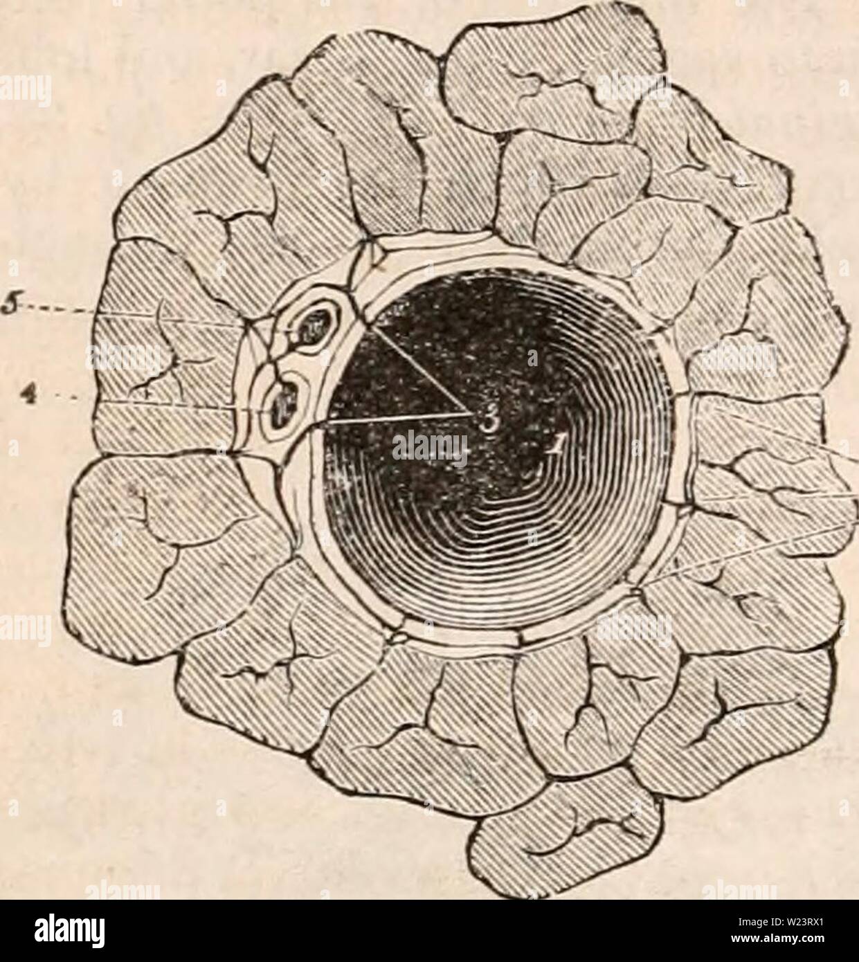 Archiv Bild von Seite 181 des cyclopaedia von Anatomie und. Die cyclopaedia von Anatomie und Physiologie cyclopdiaofana 03 Todd Jahr: 1847 168 normale ANATOMIE DER LEBER. Und A. hepatica und der interlobular Räume sind ausschliesslich mit Zweigstellen, die fiom seine Auswirkungen abgeleitet werden mitgeliefert. Aber auch in den kleineren por-tal Kanäle (Abb. 37, Jig. 38) die Kapsel von ghs-Sohn, das die Plexus hauptsächlich abhängt, Abb. 37. Abb. 38. Ein Querschnitt von einem kleinen Portal Kanal und die VES-sels. Die läppchen sind in einen Zustand der allgemeinen Überlastung. Von der Kier nan Papier. Nr. 1, die pfortader; Th Stockfoto