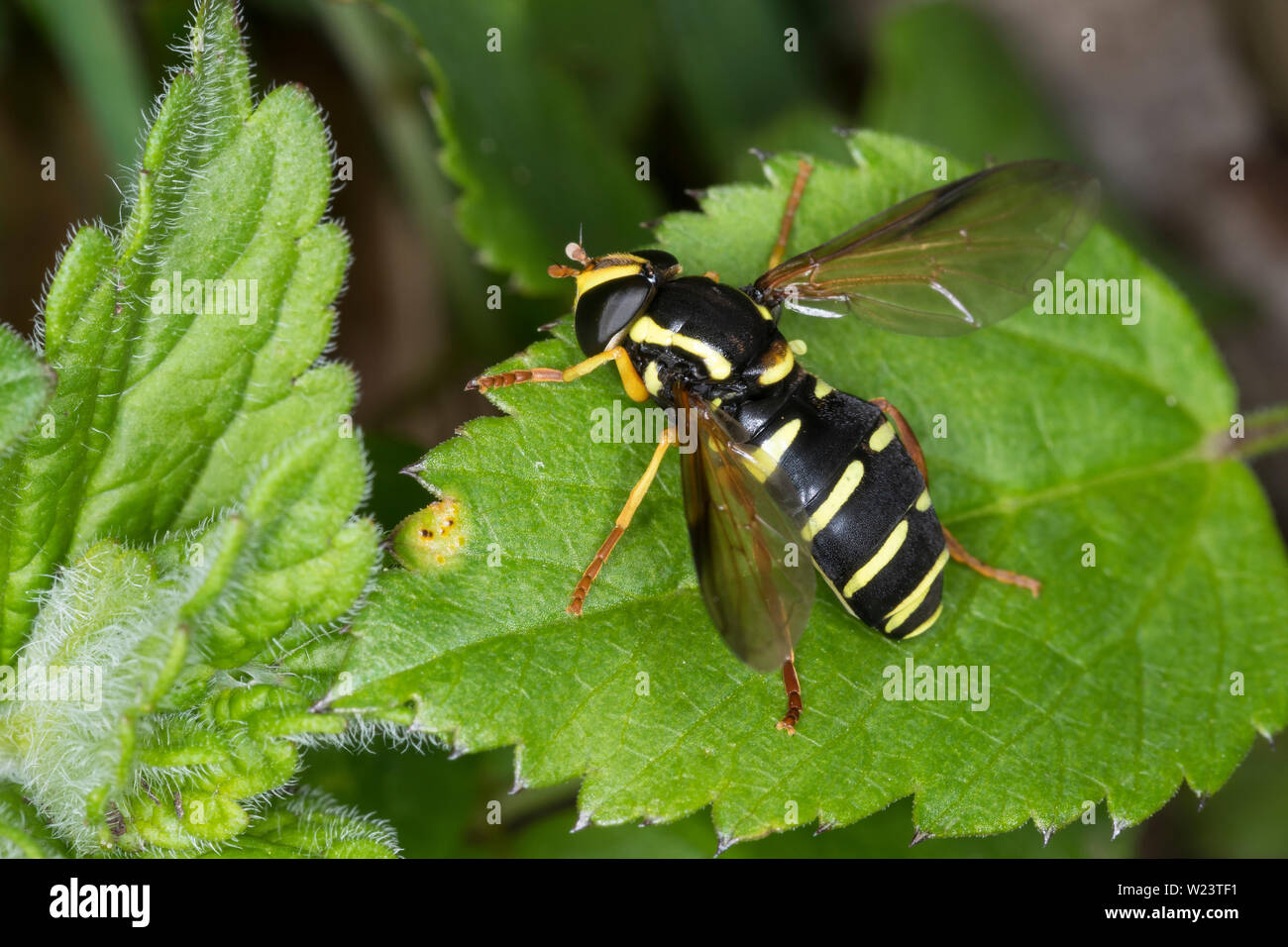 Deutsch, Deutsch, Gelbrand-Schwebfliege Gelbrandschwebfliege Xanthogramma citrofasciatum, Gesperrt Ameisenhaufen Hoverfly Stockfoto