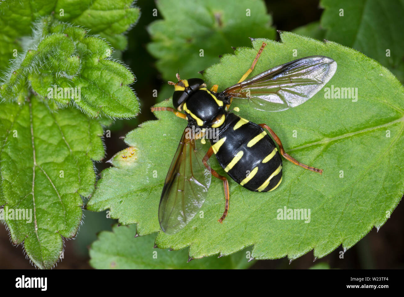 Deutsch, Deutsch, Gelbrand-Schwebfliege Gelbrandschwebfliege Xanthogramma citrofasciatum, Gesperrt Ameisenhaufen Hoverfly Stockfoto