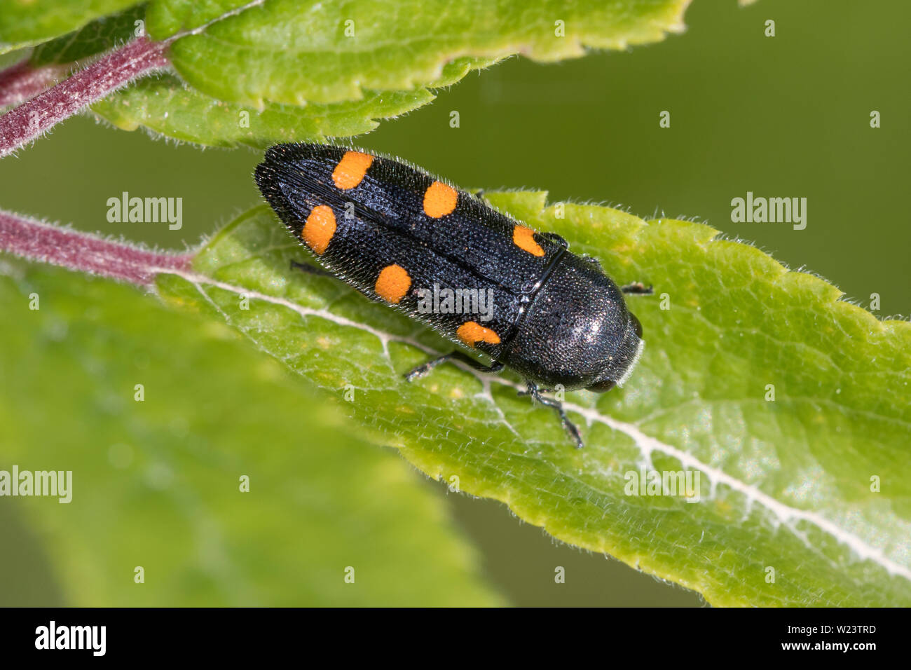 Schlehen-Prachtkäfer, Schlehenprachtkäfer, Variabler Prachtkäfer, Punktschild-Prachtkäfer, Ptosima flavoguttata, Ptosima undecimmaculata, Pracht. Stockfoto