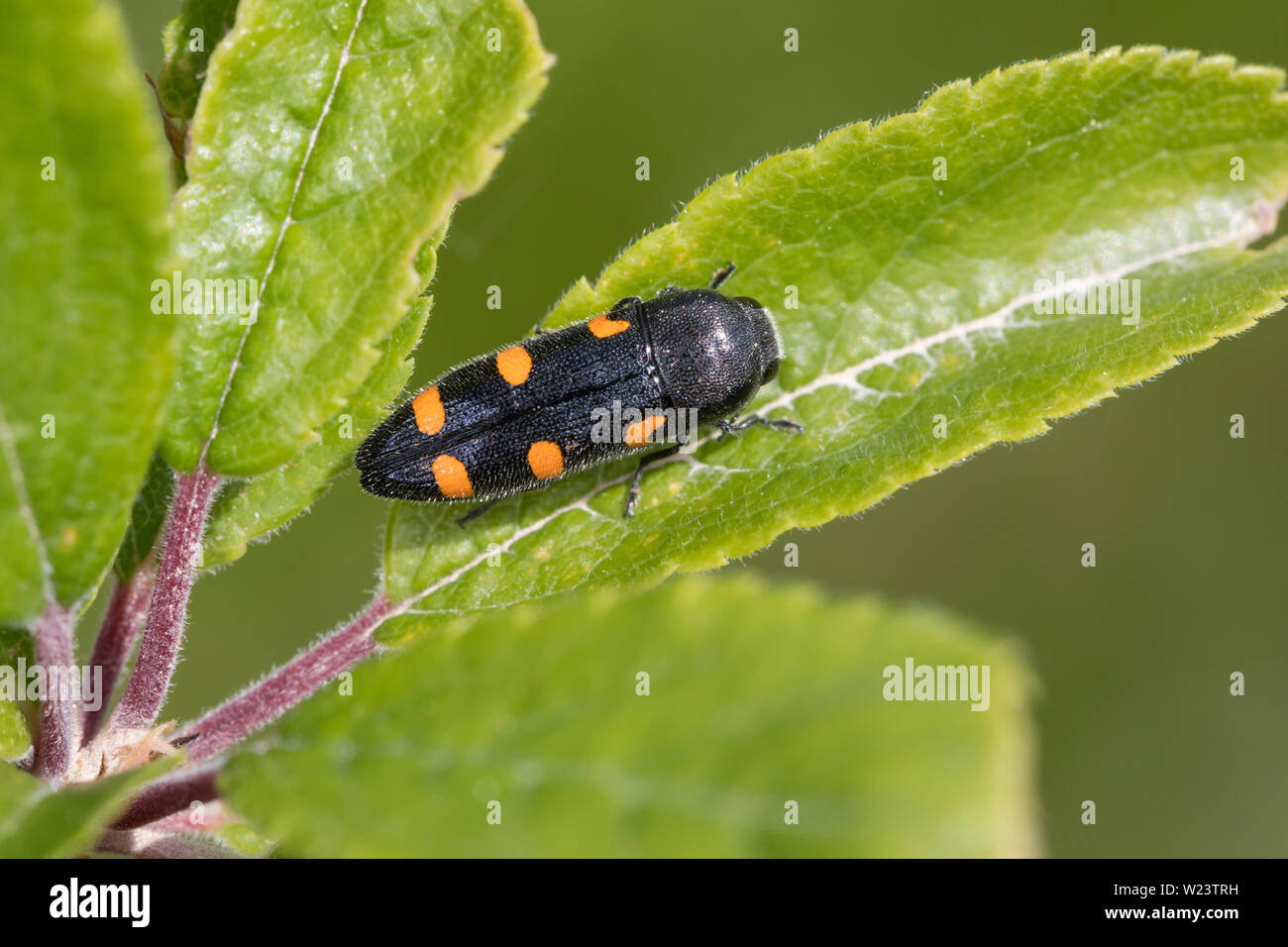 Schlehen-Prachtkäfer, Schlehenprachtkäfer, Variabler Prachtkäfer, Punktschild-Prachtkäfer, Ptosima flavoguttata, Ptosima undecimmaculata, Pracht. Stockfoto