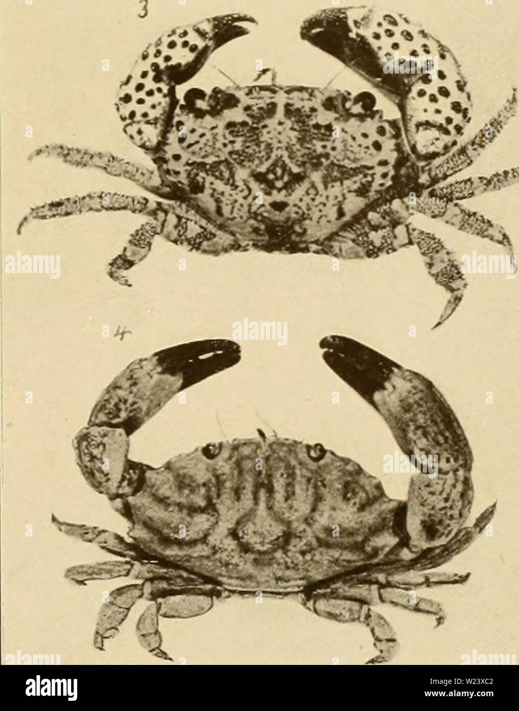 Archiv Bild von Seite 188 dekapoden Crustaceen von Bermuda Ihre. Dekapoden Crustaceen von Bermuda. Ihre Verteilung, Variationen, und Gewohnheiten decapodcrustacea 1908 verr Jahr: 1908 BERMUDA KREBSTIERE. Stockfoto