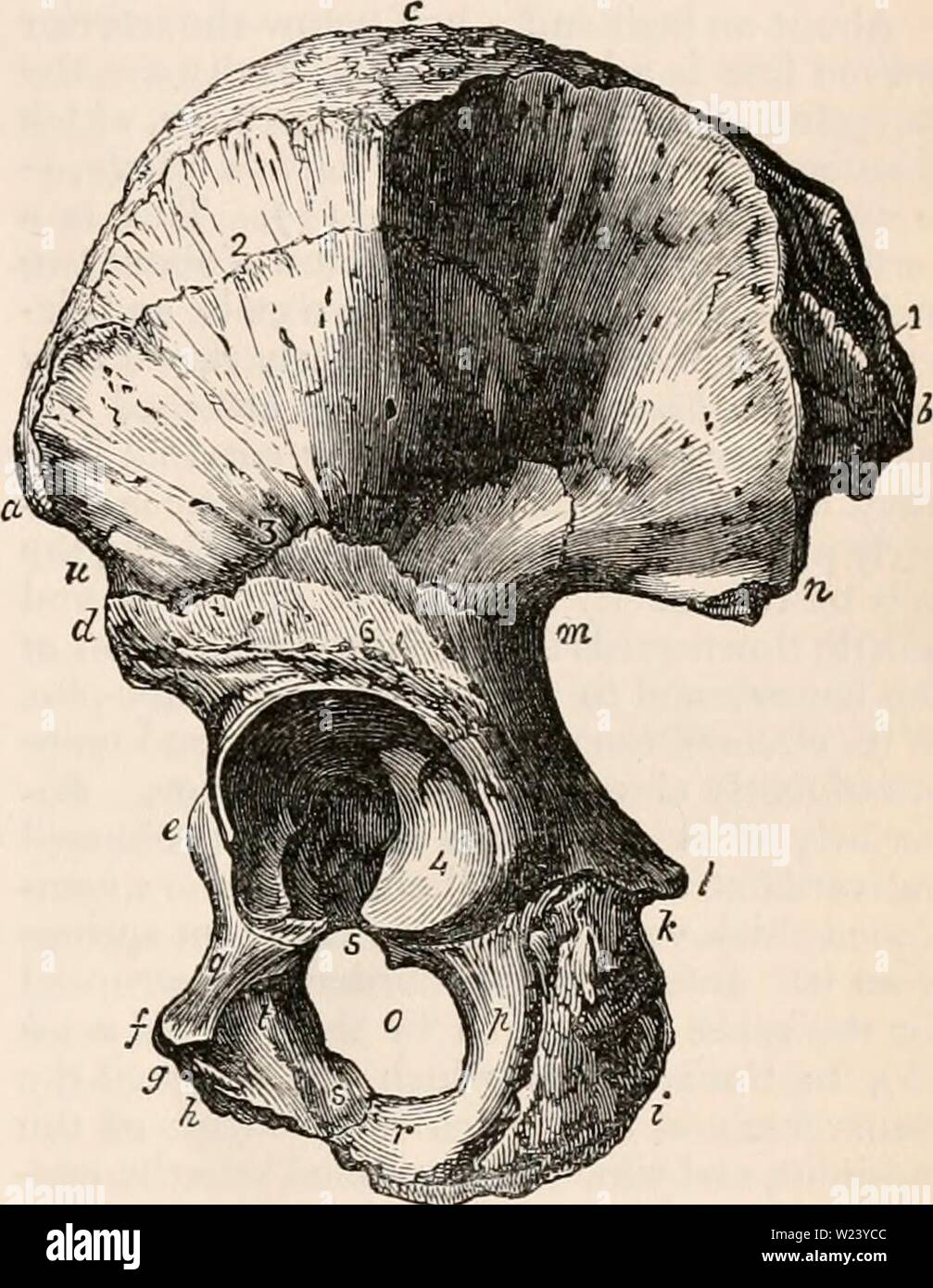 Archiv Bild von Seite 190 des cyclopaedia von Anatomie und Stockfoto