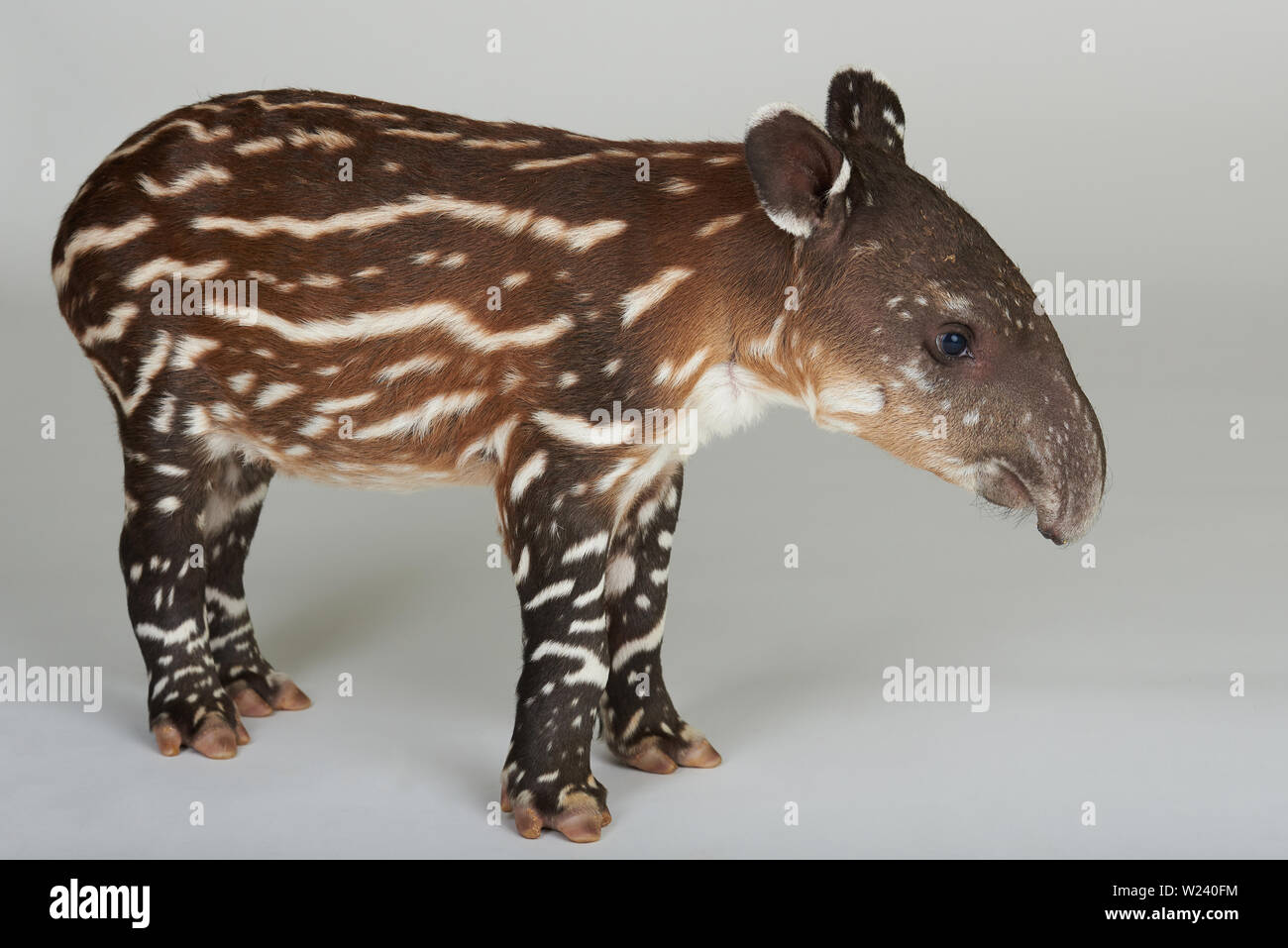 Seitenansicht des Baby Tapir stehen auf weißen backgropund Stockfoto