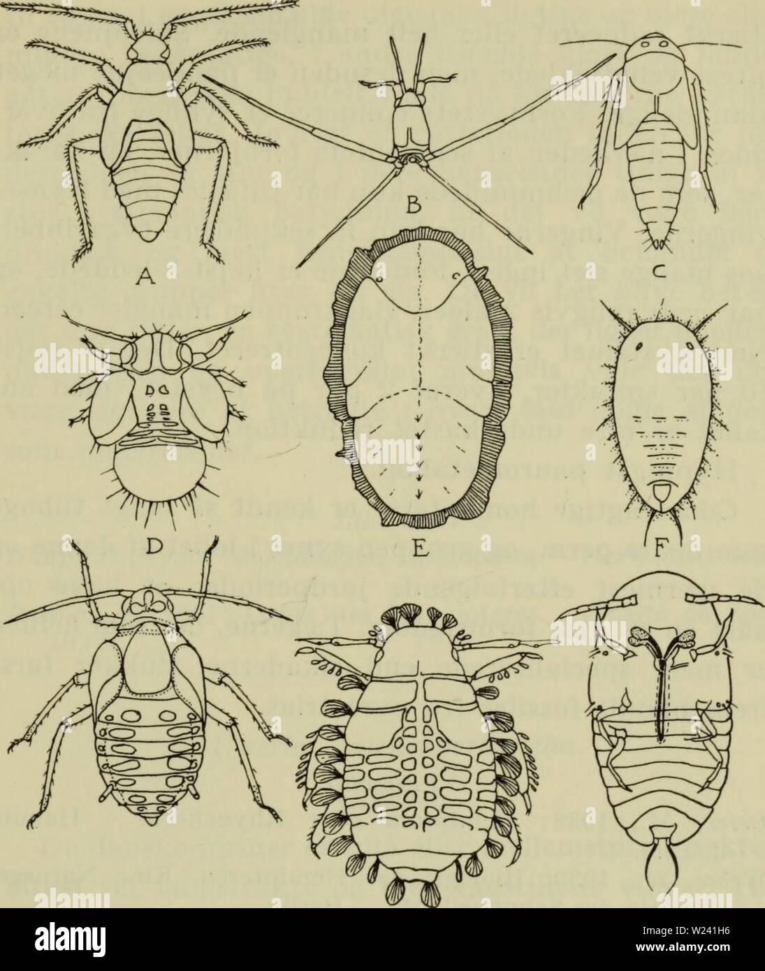 Archiv Bild ab Seite 196 der Danmarks Fauna; illustrerede haandbøger über. Danmarks Fauna; illustrerede haandbøger über den Danske dyreverden.. danmarksfaunaill 71 dans Jahr: 1907 193 G H r Abb. 66. Larver af naebmunde. Eine taege (Plesiocoris rugicollis); b Damtaege (Gerris najas); C (cikade Gicadula sexnotata); D blad - Loppe betonten (Psylla pyricola); E bladloppe (Trioza viridula); F mellus (Trialeurodes vaporariorum); G vingebaerende bladlus (aphis Fabae); H bladlus (Periphyllus testudinatus); ich skjoldlus (Goccus hesperi-Dum). A-H fra Backofen, ich Fra undersiden. (Ihr omtegnet fra Für - skellige kilde Stockfoto