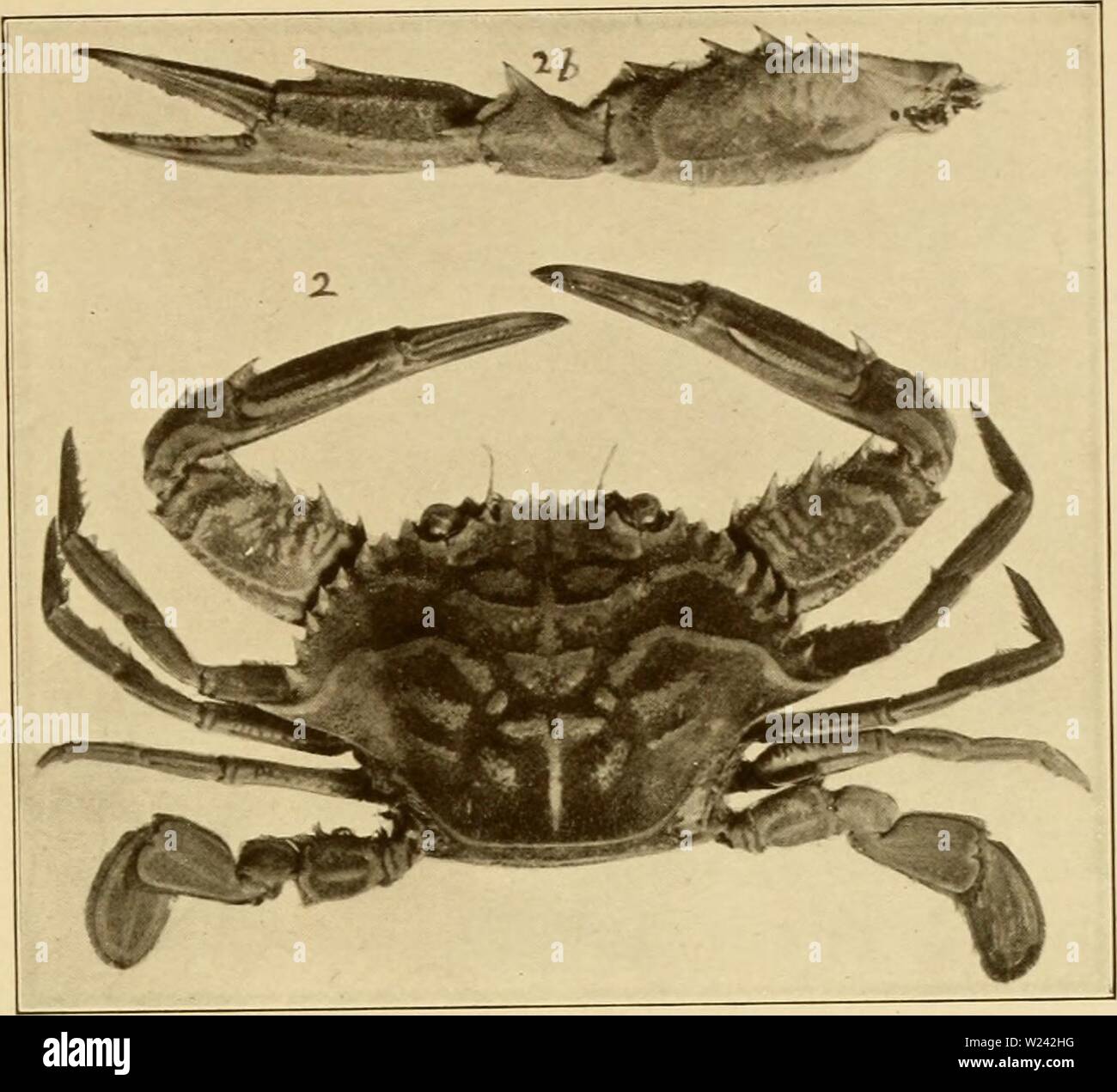 Archiv Bild von Seite 198 dekapoden Crustaceen von Bermuda Ihre. Dekapoden Crustaceen von Bermuda. Ihre Verteilung, Variationen, und Gewohnheiten decapodcrustacea 1908 verr Jahr: 1908 Trans. Anschl. Acad. Vol. XIII. Platte XIX. Stockfoto