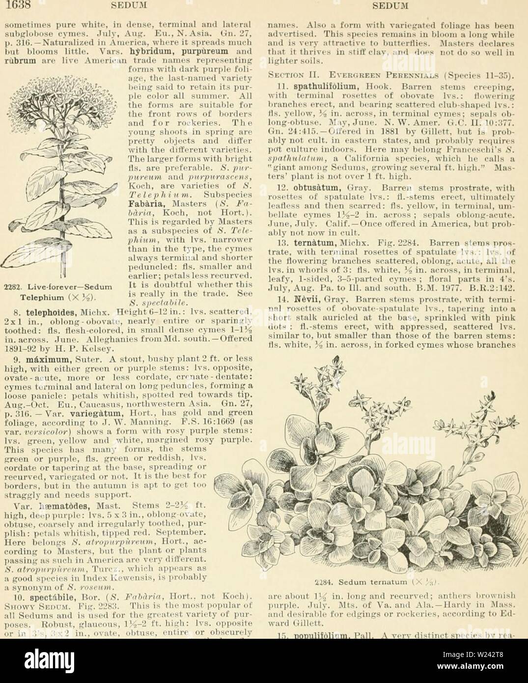 Archiv Bild ab Seite 199 von cyclopedia der amerikanischen Gartenbau, bestehend aus. Cyclopedia der amerikanischen Gartenbau, bestehend aus Anregungen für den Anbau von Gartenpflanzen, Beschreibungen der Arten von Obst, Gemüse, Blumen und Zierpflanzen in den Vereinigten Staaten und in Kanada verkauft, zusammen mit geographischen und Biographische Skizzen cyclopediaofam 04 Kaution Jahr: 1900 n Al 0 fo Al rt el Th ich tl t tlr Ifelt r ol ich f1 ape hat Biene II alo fewl Ic M t1 Clare 1 1 io 0 ell T ER FR SCHARF Pere n al (Spec es 11 3 j) 11 spath Ich fol-un-TI I H 1 F'84 Kahlen Stiele pro ro ETT-s Stockfoto