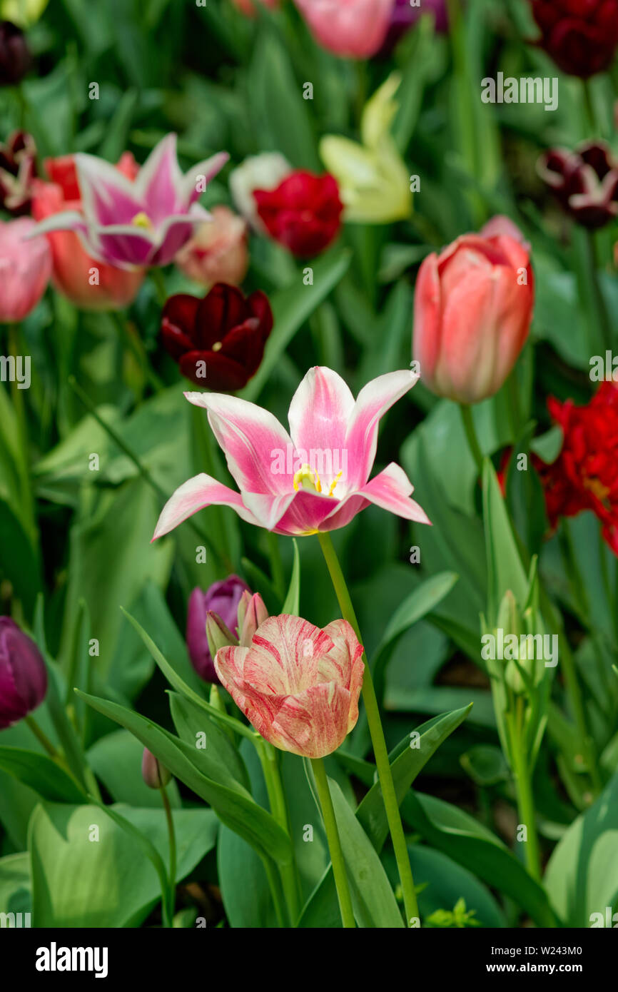 Verschiedene Tulpen auf Blumenbeet, Feder Stockfoto