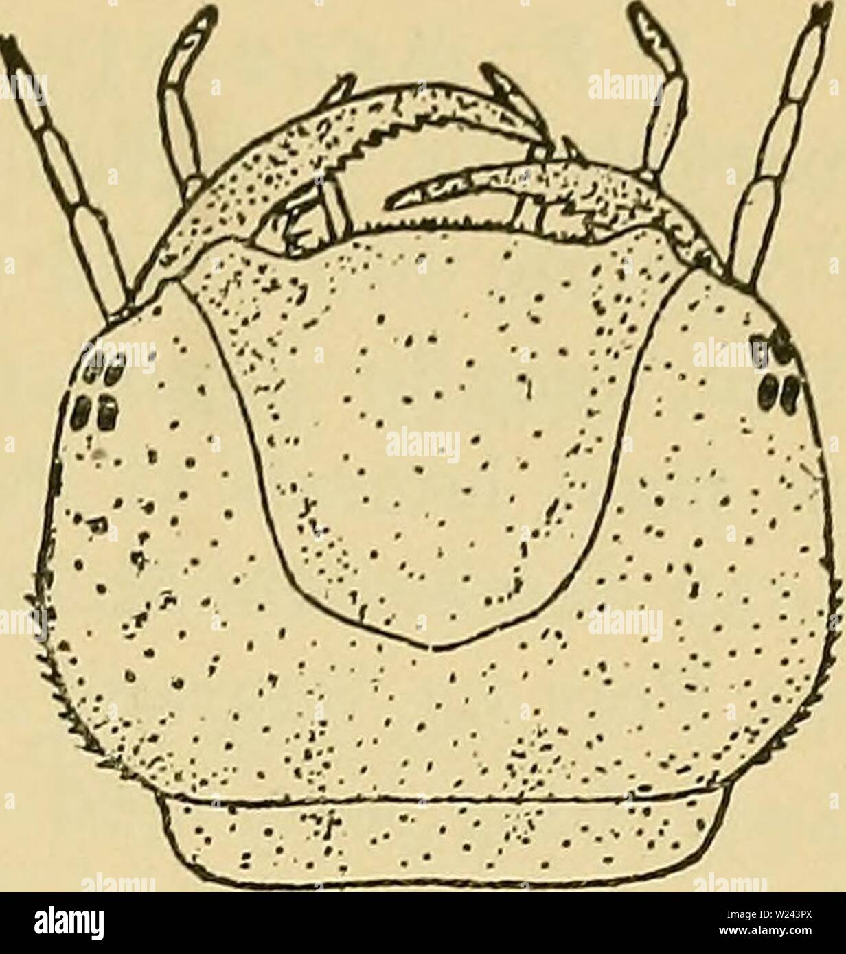 Archiv Bild ab Seite 202 der Danmarks Fauna; illustrerede haandbøger über. Danmarks Fauna; illustrerede haandbøger über den Danske dyreverden.. danmarksfaunaill 34 dans Jahr: 1907 197 l.C. ruficollis Schaller. (Abb. 39). Farven graabrun Eller bloße Rød-Brun, svagt marmoreret. - 8. Bag-kropsled halvanden Schleifring saa langt Som 7. Cerci kortere Ende 8. Led. Laengde 8,5 mm. Traeffes stillestaaende Foraar og Sommer ich Vand med rigelig Vegetation. Ogsaa forekommende Abb. 39. Hoved af bewältigen - ich Saltvand. latus ruficollis. (Efter Bertrand). 2. Platambus Thoms. (Abb. 40). Hovedet middelstort, ret fladt, lae Stockfoto