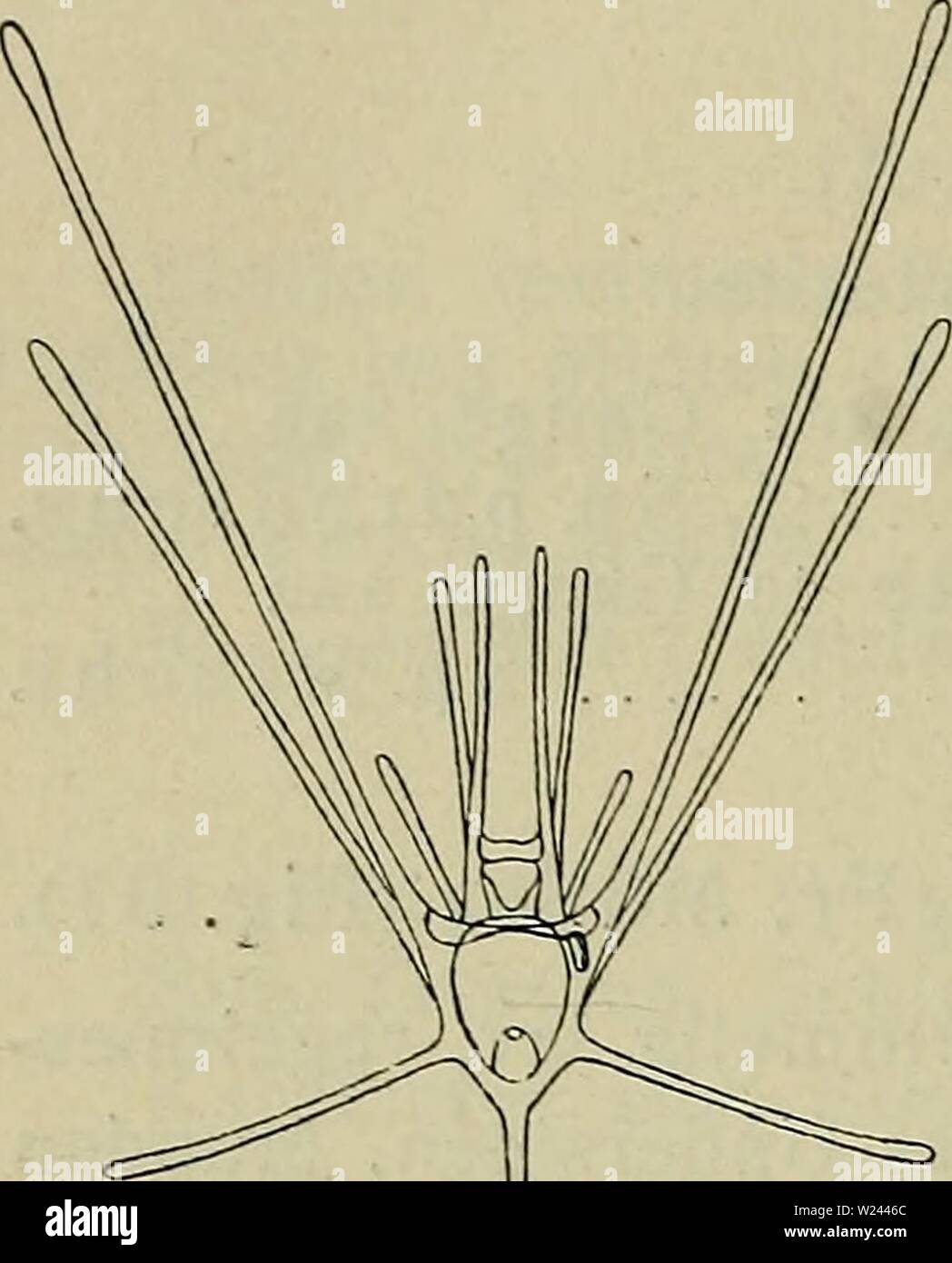 Archiv Bild ab Seite 203 der Danmarks Fauna; illustrerede haandbøger über. Danmarks Fauna; illustrerede haandbøger über den Danske dyreverden.. danmarksfaunaill 27 dans Jahr: 1907 200 formet. Farven violett, de Lange Pigge lysere, Ofte hvid - lige. - Naar en meget betydelig indtil Størrelse, Ca. 10 cm Breite; Laengde og bliver Hund naeppe saa Stor hos os. Den foretraekker temmelig grov Sand - eller Grusbund; ligger nedgravet helt ich Bunden. Ved de franske Kyster kan den traef-fes indenfor Ebbezonen. Med sine penselformede Mundsuge - fødder fører den Dele af Bund-materialet ind i munden. En lille Musl Stockfoto