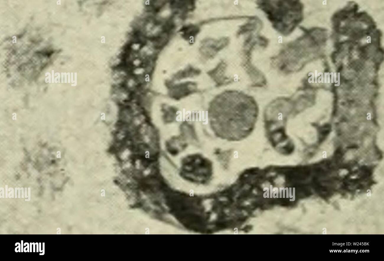 Archiv Bild ab Seite 207 der Zytologie, mit besonderem Bezug auf. Zytologie, mit besonderem Bezug auf die metazoan Kern cytologywithspec 00 Agar 0 Jahr: 1920 Uhr Abb. 8 Ich. Zur Veranschaulichung der vermeintlichen Emission von Metazoan chromidia aus verschiedenen Zellen. A, B, C, Eizelle oVAricm foetida (alter Schaxel, Z, J.A., 1912). Eine junge Eizelle, Chromosomen noch fUamentar, zytoplasma Öde chromidia; B, ältere Eizelle, immer noch keine chromidia im Zytoplasma; C, noch ältere Eizelle, die Emission von chromidia aus dem Zellkern in das Zytoplasma. D, Eizelle von Antedon bifida (nach Chubb, Phil. Trans., 1906 Stockfoto