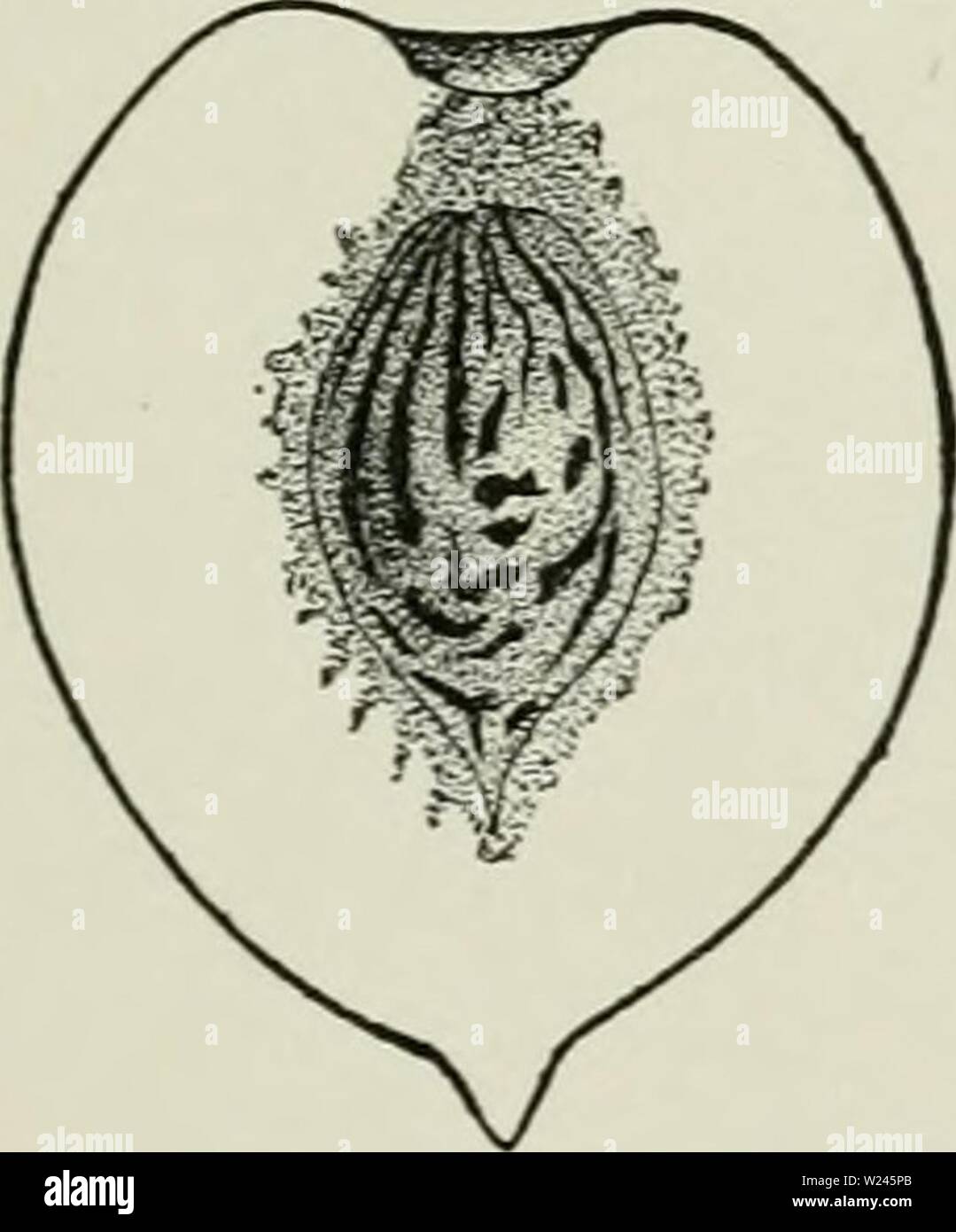 Archiv Bild ab Seite 208 der Cyclopedia von Hardy Früchte (1922). Cyclopedia von Hardy Früchte cyclopediaofhar 00 hedr Jahr: 1922 167. Illinois. (XV2) Baum mittlerer Größe und Kraft, aufrecht zu verbreiten, Hardy, sehr produktiv. Blätter 5 Zoll lang, 1 Zoll breit, unter an den Spitzen eingerollt, Eiförmig - Lanzettlich, dünn, Ledrig; Marge tief und scharf gesägt, die Zacken oft in 2-Serie; Zähne gespitzt mit kleinen Drüsen; Blattstiel Zoll lang, STOPFBUCHSLOSE. Blüten der Saison, variable in Farbe, 1 Zoll über, oft zu Zweit. Obst früh Hochsaisons; 2 V & Zoll im Durchmesser, runde Oblaten, komprimiert Stockfoto