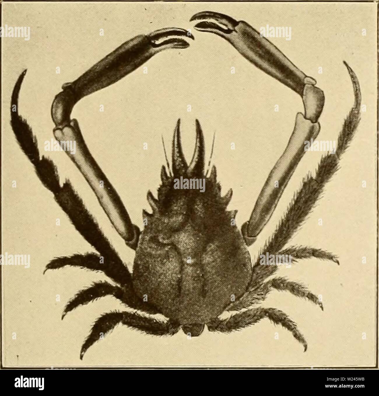 Archiv Bild von Seite 208 dekapoden Crustaceen von Bermuda Ihre. Dekapoden Crustaceen von Bermuda. Ihre Verteilung, Variationen, und Gewohnheiten decapodcrustacea 1908 verr Jahr: 1908 Stockfoto