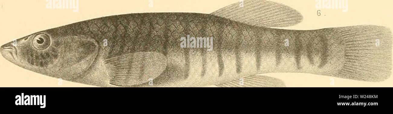 Archiv Bild von Seite 216 des cyprinodonts (1895) Stockfoto