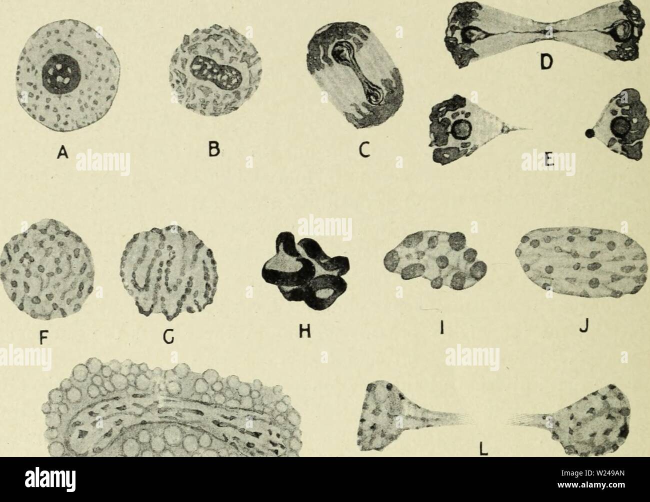 Archiv Bild ab Seite 219 der Zytologie, mit besonderem Bezug auf. Zytologie, mit besonderem Bezug auf die metazoan Kern cytologywithspec 00 Agar 0 Jahr: 1920 204 ZYTOLOGIE CHAP. Zwei verschiedene Phasen des Lebenszyklus von Coccidiam schubergi (Schaudinn, 1900). In der schizont (die asexuelle Zyklus), vor nuklearen Division das Chromatin Granulat zusammen werden in kleinen Klumpen und unregelmäßigen Threads, in denen massierten, jedoch keine definitive längs teilen heraus gebildet werden können, und sie nicht in einem äquatorialen Platte gesammelt. Sie Sortieren, sich auf die eine oder andere Weise in zwei Gruppen w Stockfoto