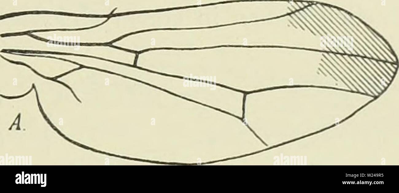 Archiv Bild ab Seite 220 der Denkschriften der Medicinisch-Naturwissenschaftlichen Gesellschaft zu. Denkschriften der Medicinisch-Naturwissenschaftlichen Gesellschaft zu Jena denkschriftender 13 medi Jahr: 1879 IQ 7 Ephydridae, Drosophilidae, Geomyzidae. wyj Familie Drosophilidae. 40. Drosophila plagiata n. sp. S? • Nigra, antennis Ventre pedibusque luteis, Fronte rufa Triangulo ocellari vittisque lateralibus setigeris antice interruptis nigris, Alis plaga Lata fusca apicali, Femina plus distincta. Lange.corp.mm. l 3/4-2, Alar. mm. IV 2 - 2 - viele Exemplare aus der Ebene der Halbinsel des Ka Stockfoto