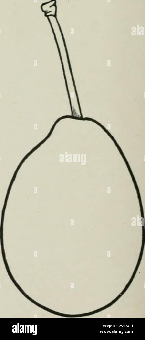 Archiv Bild von Seite 223 Cyclopedia von Hardy Früchte (1922). Cyclopedia von Hardy Früchte cyclopediaofhar 00 hedr Jahr: 1922 181. Fülle. (XD eine breite Vielfalt von Böden und Klima, und, wie der Name schon sagt, die Fülle der Früchte, denn es trägt nicht nur stark, sondern auch jährlich. Als markt Plum, Überfluß hat mehrere Störungen; die Früchte Schiff und schlecht halten, sind bis braun-rot, Reifen ungleichmäßig, und fallen eher zu leicht, da sie reifen. Die Ernte sollte abgeholt werden vor ziemlich reif, wie Pflaumen Aroma am Besten, wenn früh abgeholt, und das Fallenlassen und rot werden somit vermieden. Die varie Stockfoto