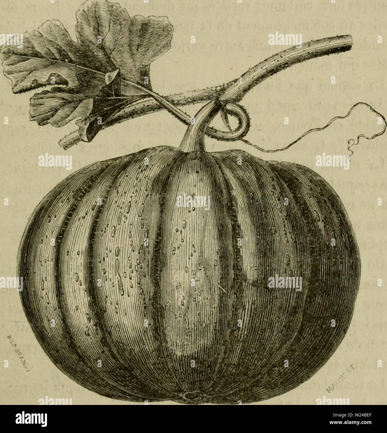 Archiv Bild von Seite 226 De la fécondation naturelle et de la fÃcondation naturelle et artificielle des vÃgÃtaux et de l'Hybridisierung, considÃrÃe dans ses Mehrfachrapport avec l'Gartenbau, l'agriculture et la Forstwirtschaft, Contenant les moyens pratiques d'opÃrer l'Hybridisierung et de crÃer facilement des variÃtÃs nouvelles delafcondation leco Jahr 1862: 1862 FAMILLE DES CUCURIÃITACEES. 197 Siam. Â Gros Noir de Hollande. Â Gros de Portugal. Â einen Stuhl Blanche. Â einen Stuhl Verte. Eine Ãcorce Lisse. Â De Malte Ã Stuhl Blanche. Â Rou (je. "De Chypre. Â D'hiver à Stuhl Blanche - Rouge. "De Perse ou d'O Stockfoto