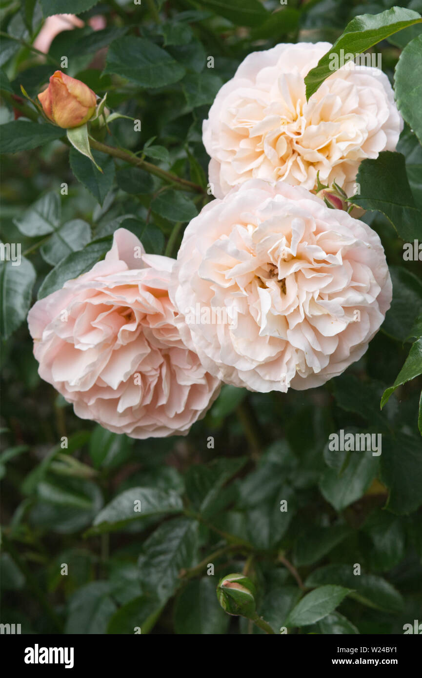 Pale Pink English Rose. Stockfoto