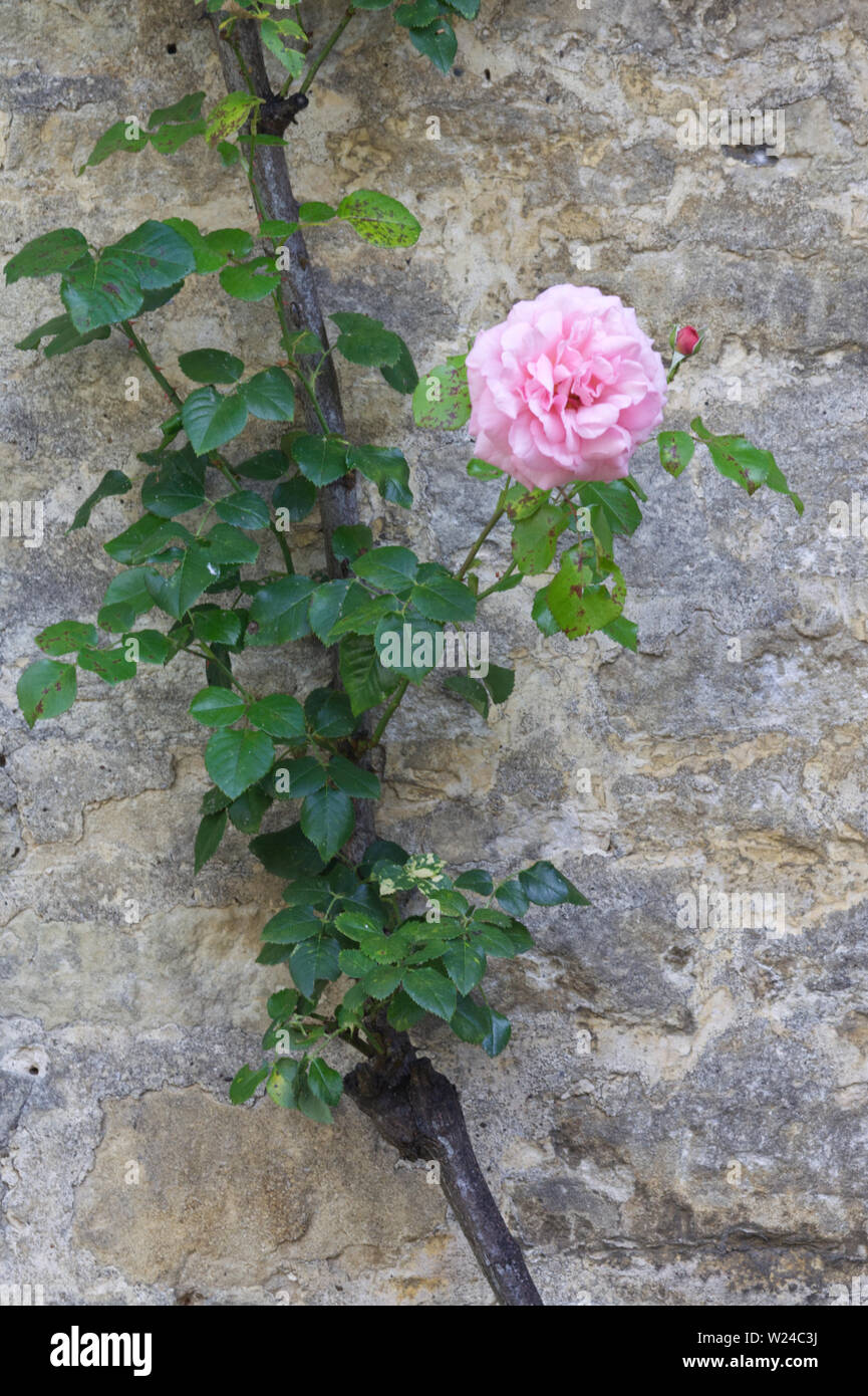 Rosa klettern Kohl Rose, rosa x damascena Stockfoto