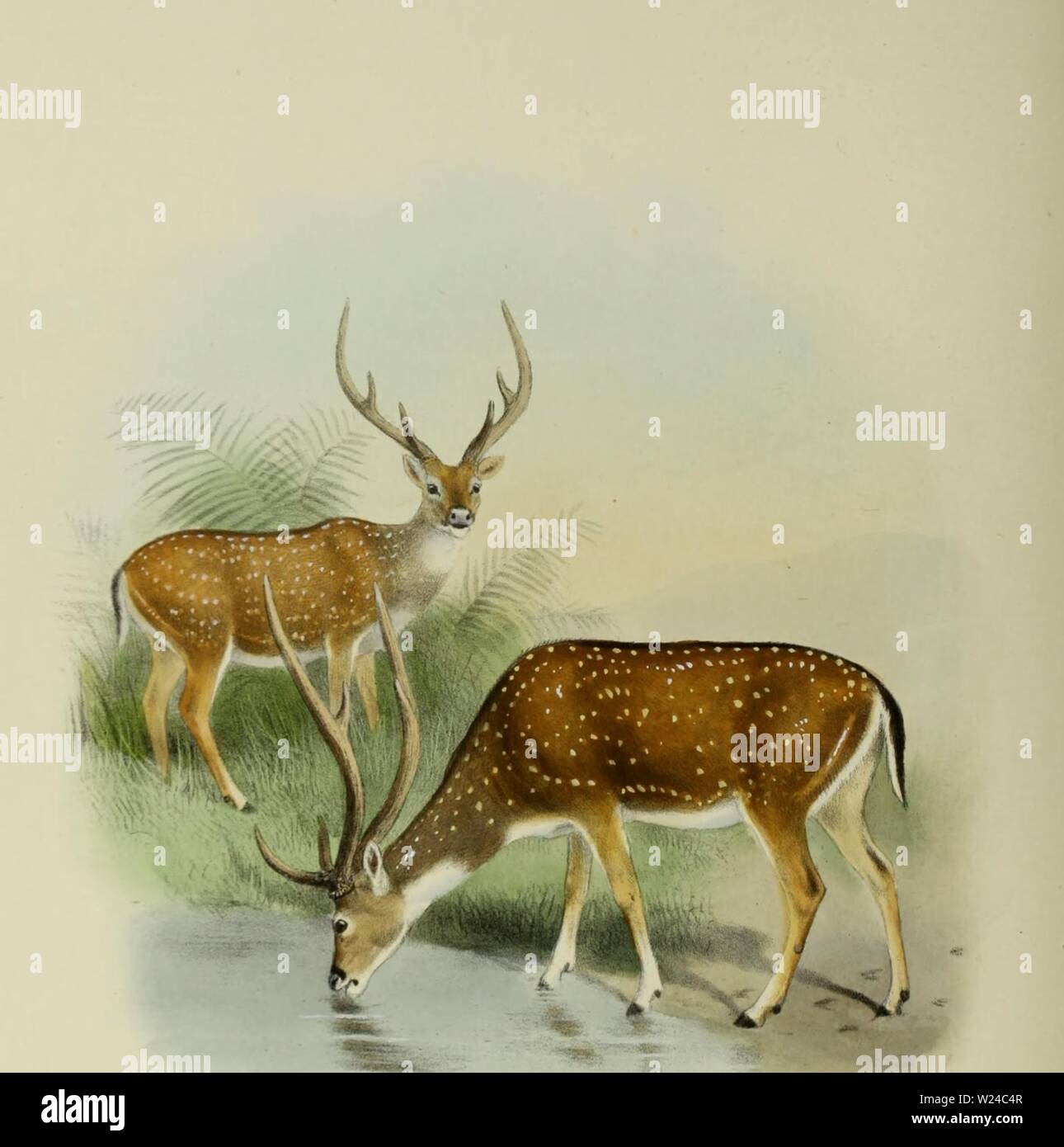 Archiv Bild ab Seite 227 Der Hirsch von allen Ländern;. Der Hirsch vor allen Ländern; eine Geschichte der Familie Cervidae lebenden und Ausgestorbenen deerofalllandshi 00 lyde Jahr: 1898 Das Rotwild aller Laudes Platte XIII CHITAL, ok, indische Spotted Deer. Stockfoto