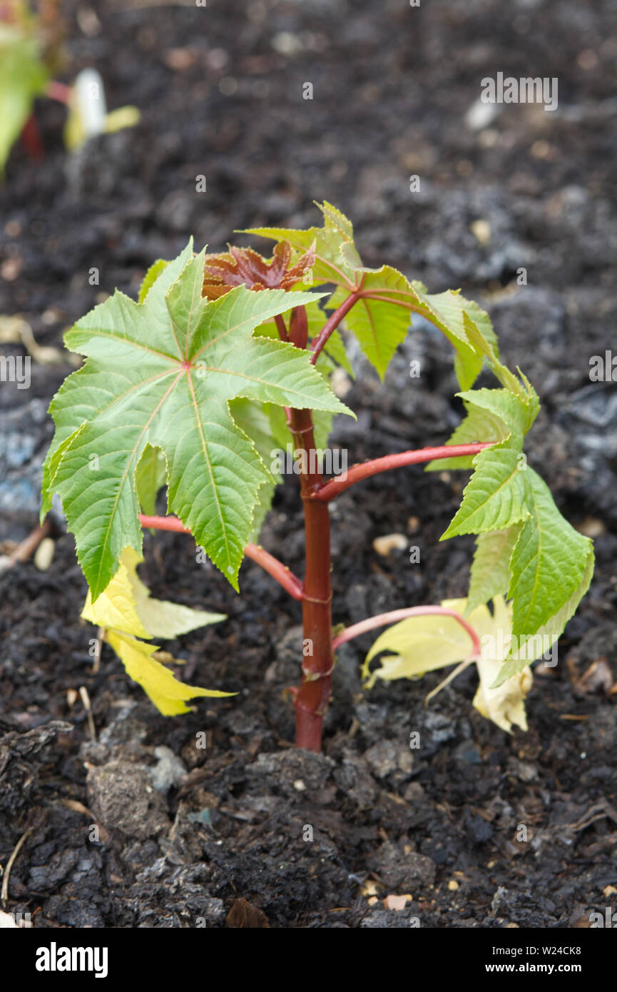 Ricinus communis, Roter Riese wächst im Garten Stockfoto