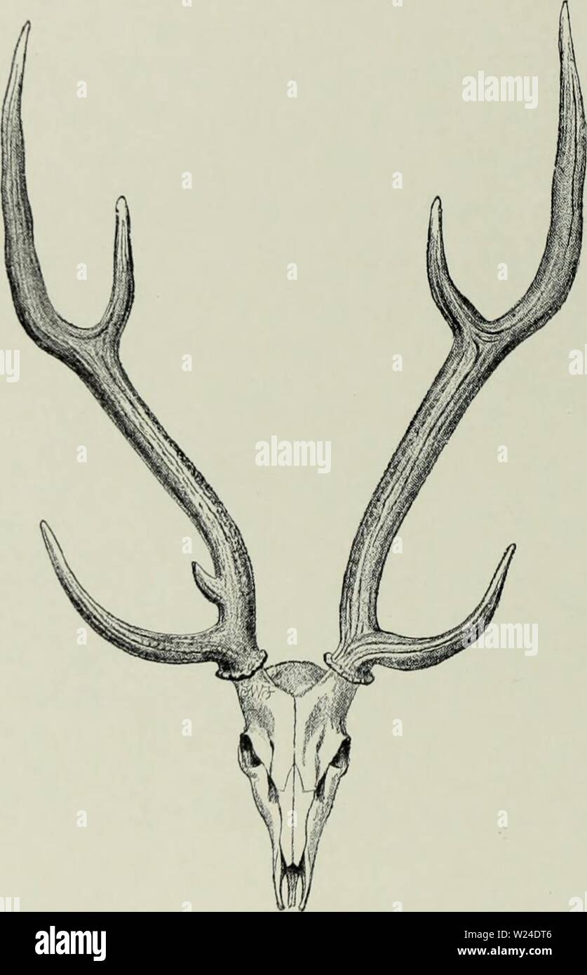 Archiv Bild ab Seite 231 Der Hirsch von allen Ländern;. Der Hirsch vor allen Ländern; eine Geschichte der Familie Cervidae lebenden und Ausgestorbenen deerofalllandshi 00 lyde Jahr: 1898 18 2 Rusine Gruppe die gefleckten Fell und die Länge des Schwanzes, sowohl diese zweifellos aus der Gemeinsamen frühen Pliozän Vorfahren geerbt wurde. In der Entwicklung eines trez - Zinken, die Geweihe, als auch in der Tendenz, die Punkte zu verlieren, und auch in der schwarz-weißen kaudale Bereich begrenzt, die sikas haben gingen von den angestammten Typ anscheinend von der Chital. Fic;. 49.- Schädel und Geweih von CHITAL. Von einem Muster Stockfoto