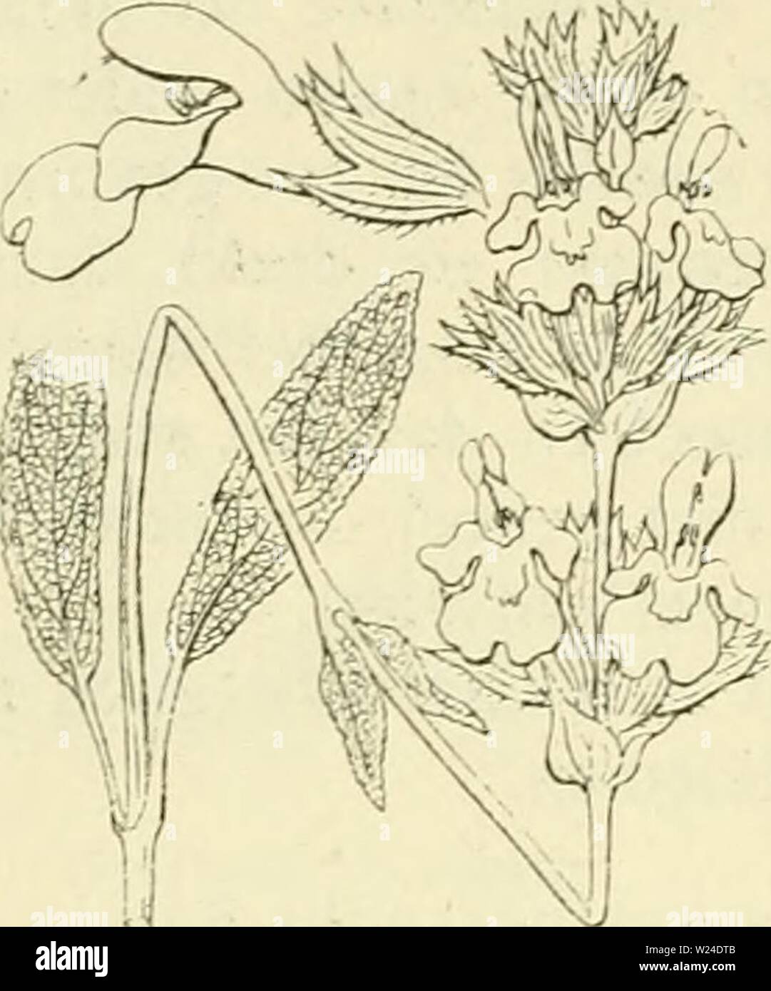 Archiv Bild ab Seite 231 von De flora van Nederland (1909-11). De flora van Nederland defloravannederl 03 heuk Jahr: 1909-11. 212 LIPPENBLÜTLER. FAMILIE 95. Salvia officinalis, Abb. 254. S. officinalis J) L Salie (Ã¼g. 254). Deze sterk aromatische Pflanze ist heesterachti., Grijs kort behaard, sterk vertakt en De jonge Bladen zijn bijna Esprit. De takken staan rechtop en zijn naar Boven verwijderd bc-bladerd. De bladen zijn Langwerpig, iets Spits, de onderste en zijn middelste gestceld, soms geoord, alle zijn fijn gekarteld, fijnrimpelig, stijf, grijsachtig behaard der Groen. De bijschermen zijn 1-G- Stockfoto