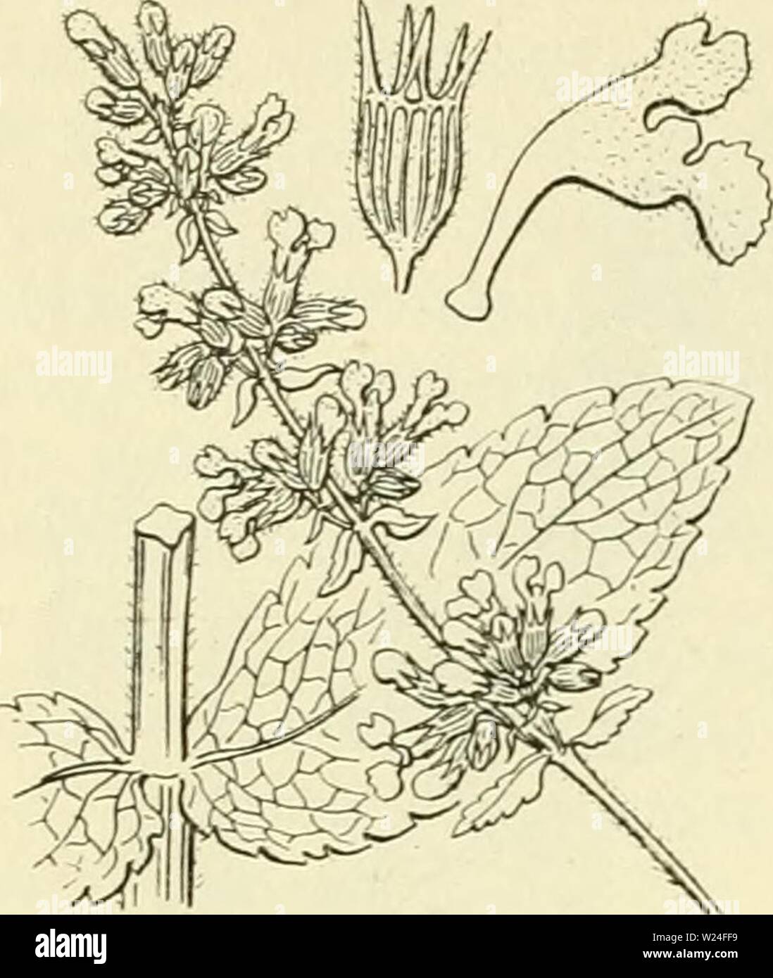 Archiv Bild ab Seite 237 von De flora van Nederland (1909-11). De flora van Nederland defloravannederl 03 heuk Jahr: 1909-11. 218 - LIPPENBLÜTLER. FAMILIE 95. Nepeta ucranica Abb. 264. evenlang als de Buis zijn. De bioemitroon (Abb. 264) ist paars von Witz, 2-Iippig. De vruchtjej zijn Spits, knobbelig. 6-12 dM. :. August, September. Voorkomen in Europa en in Nederland. Deze behoort Anlage thuis in de Zuid-Rusland Transsyivanic en bij ons Alleen bij den Bosch gevonden. 13. Glcchóma') L.G.hederacea-) L. Hondsdraf (Abb. 265). Deze Pflanze ist verspreid behaard. Zij een heelt wortelstotc, waaruit Stockfoto