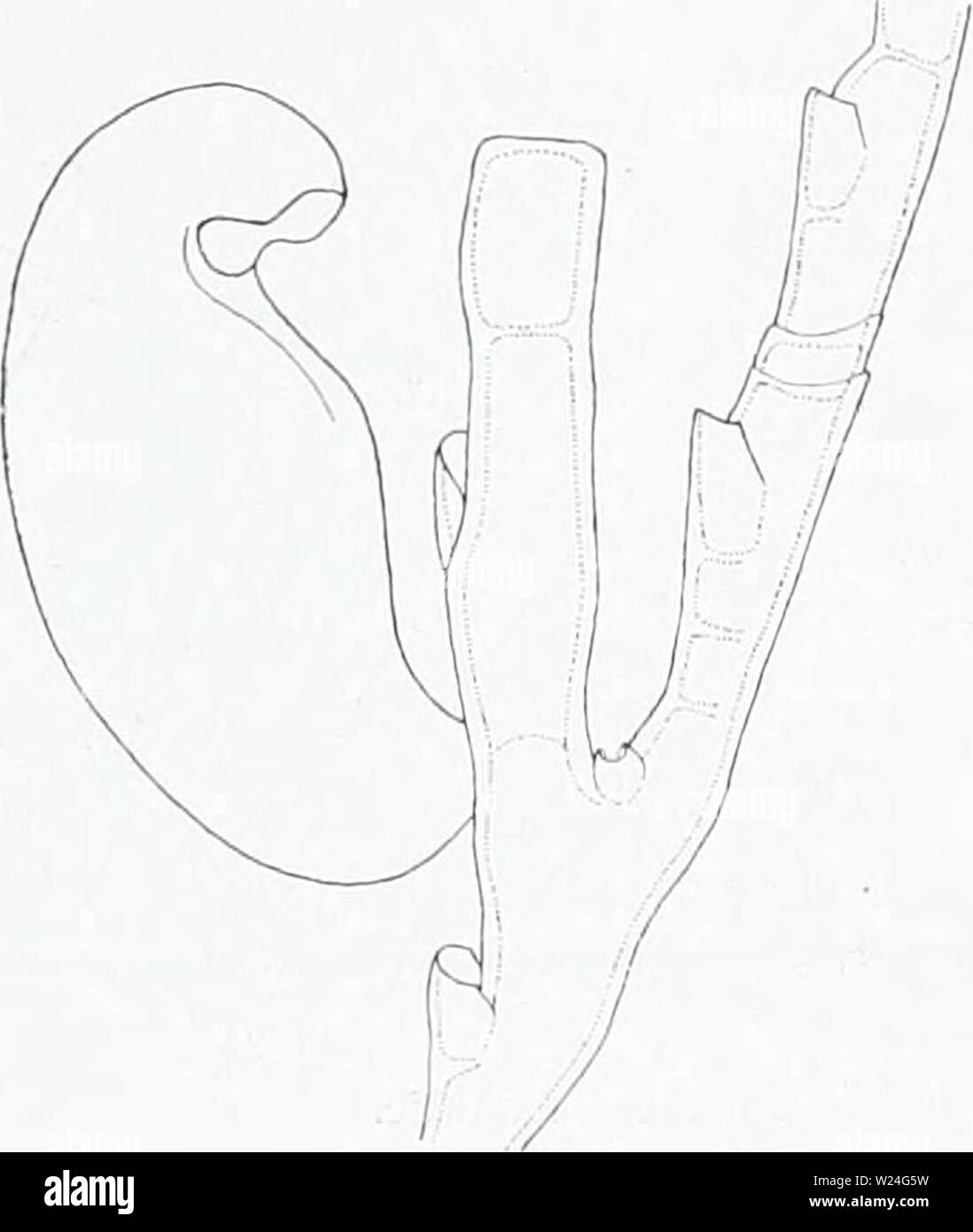 Archiv Bild von Seite 239 des Dänischen Ingolf-Expedition (1899-1953). Die dänische Ingolf-Expedition danishingolfex 5 bpt 5 a 8 daniuoft Jahr: 1899-1953 88 HYDROIDA II ist eine Anzeige von vier bis fünf schwache Innere Rippen im internodium am h&gt; drotheca; der proximalen sarcotheca ist auf der unteren Seite von einem starken Rib begrenzt. Die gonothecre sind auf dichotomically verzweigte phylactogonia ausgehend von der basalen Internodium des Indrocladia neben dem Proximalen sarcotheca gelegen. Die phylactogonia haben drei Branchen, die auf der Seite zum Stengel, eine Reihe von sarcothecae und Ca Stockfoto