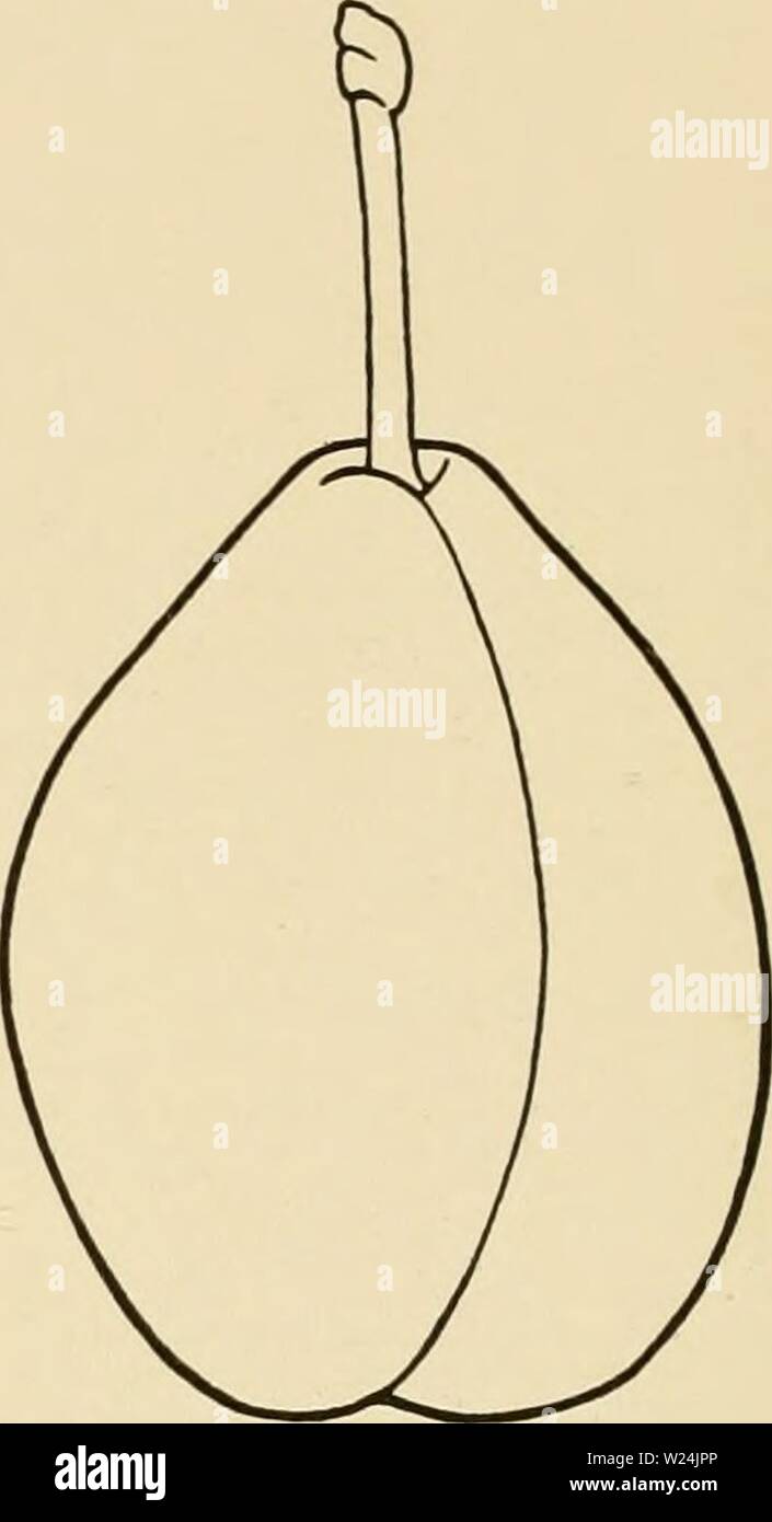 Archiv Bild ab Seite 247 der Cyclopedia von Hardy Früchte (1922). Cyclopedia von Hardy Früchte cyclopediaofhard 00 hedr Jahr: 1922 212 PEARL POOLE STOLZ PERLE. S. domcstica. Die reichen, goldene Farbe, Größe, Form, Schmelzen, Fleisch und Süße, Saftige Geschmack der Früchte, Perle unter den besten Dessert Pflaumen. Der Baum - Zeichen jedoch nicht in de-sirability mit denen der Früchte. Die Bäume, während von mittlerer Größe und scheinbar als Vigor-ous und gesund wie sind unproduktiv. Wo dies mangels nicht zeigen, die Vielfalt wird auf einmal eine der großen Wert. Die frui Stockfoto
