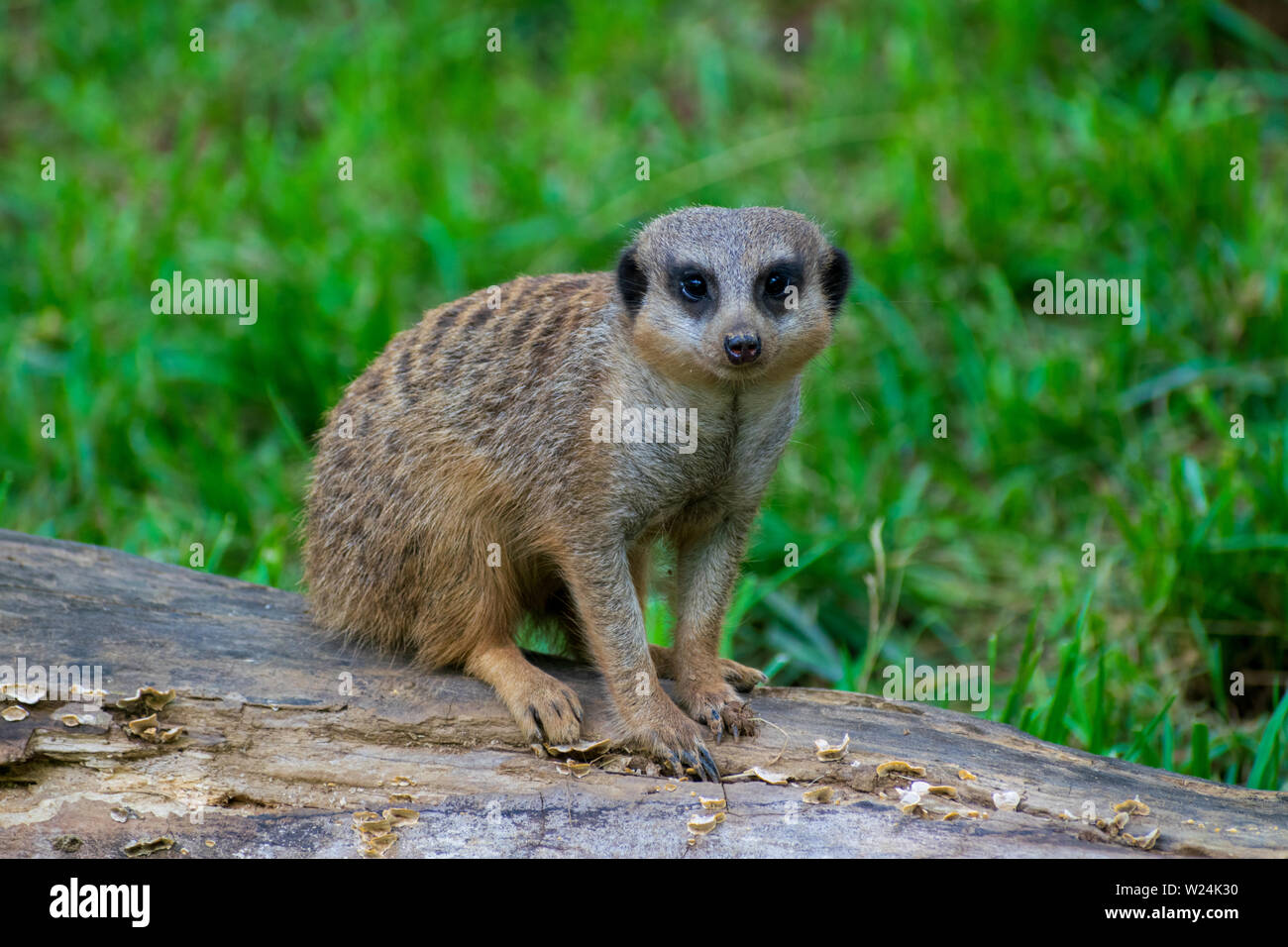 Eine captive Erdmännchen beobachten argwöhnisch Innen zoo Gehäuse. Stockfoto