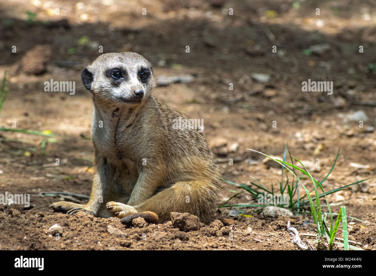 Eine captive Erdmännchen beobachten argwöhnisch Innen zoo Gehäuse. Stockfoto