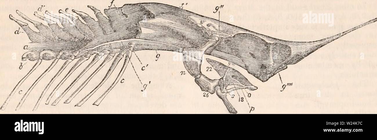 Archiv Bild von Seite 1055 Der cyclopaedia von Anatomie und. Die cyclopaedia von Anatomie und Physiologie cyclopdiaofana 03 Todd Jahr: 1847 966 Fische. Abb. 499. 500. Knorpelige Schädel und dem vorderen Teil der Wirbelsäule von der Stör (Accipenser sturio). a, knorpelige Achse der Wirbelsäule; b, c, quer apophyses und Rippen; f, f, g, g', g', g', g'', knorpelige Hinterhaupt i, k, Augen und Nase kranialen Kavitäten; m, n, Pedicle der Mund mit dem Schädel verbunden sind; 26., Knochen Unterstützung der Unterkiefer; 18,22, palatin Knorpel; O, P, S, Knorpel, der die Superior m Stockfoto