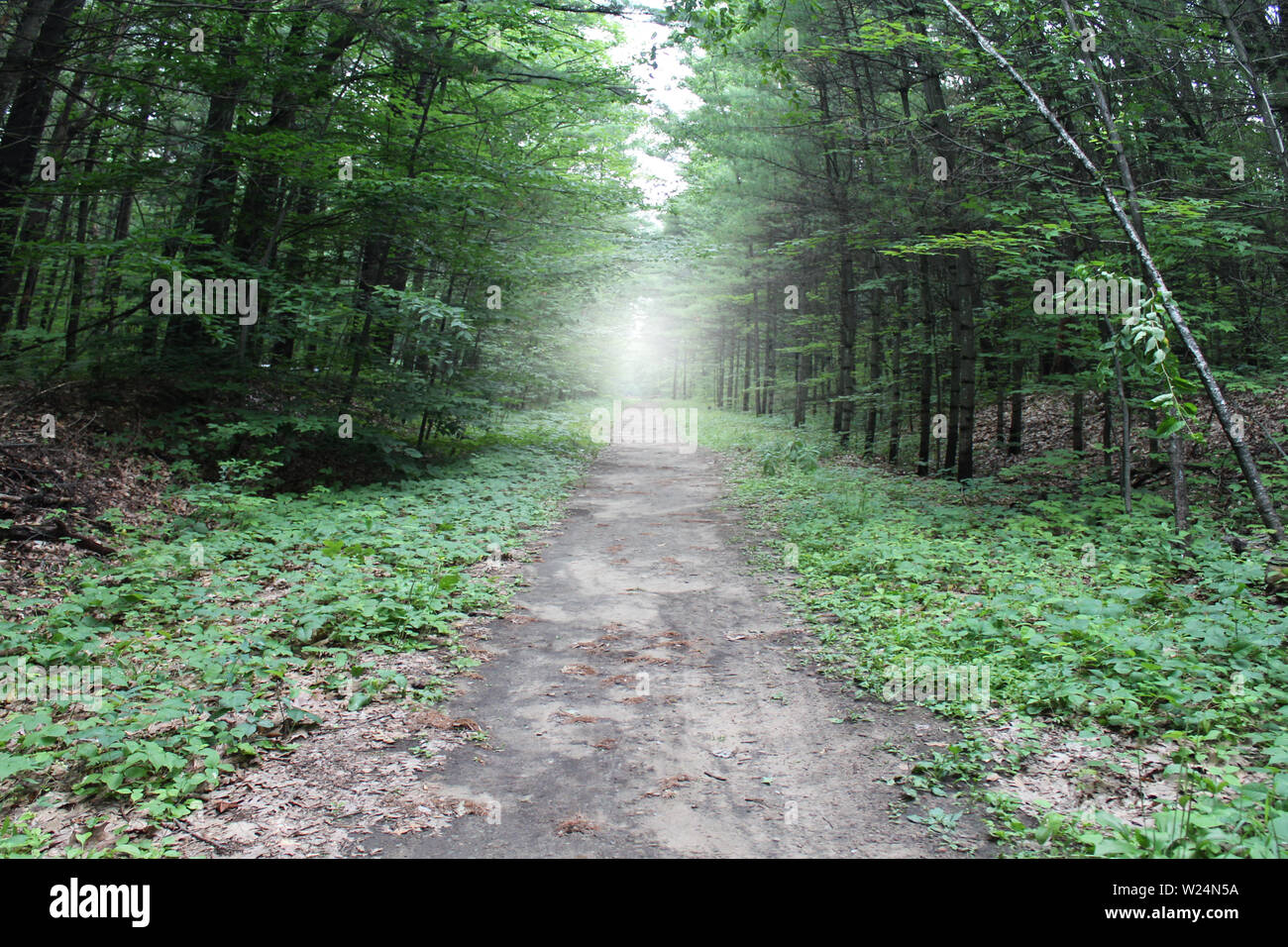 Weg durch den Wald als Wanderweg in einem Wald und einem Pfad von einem Waldgebiet Lane, die die Zukunft und die Hoffnung oder Furcht vor dem Unbekannten. Stockfoto
