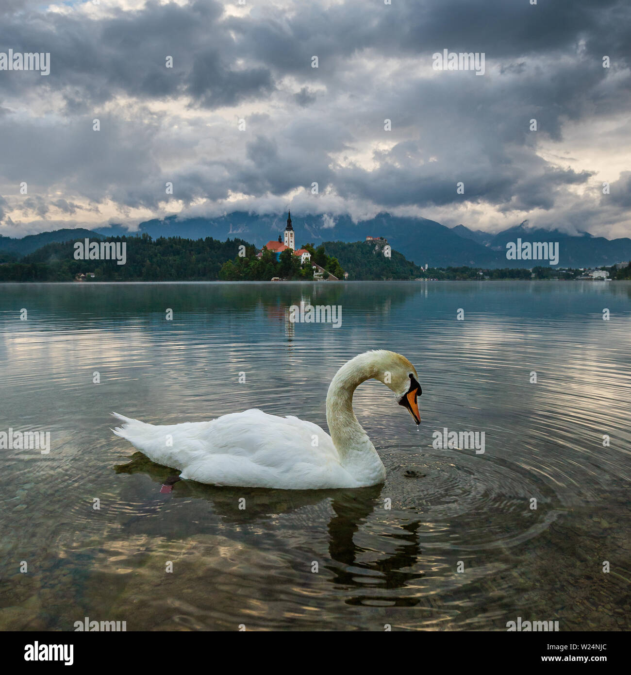 Bled, Slowenien - White Swan Lake Bled (Blejsko Jezero) mit der Wallfahrtskirche Mariä Himmelfahrt der Maria auf einer kleinen Insel und die Burg von Bled und Stockfoto
