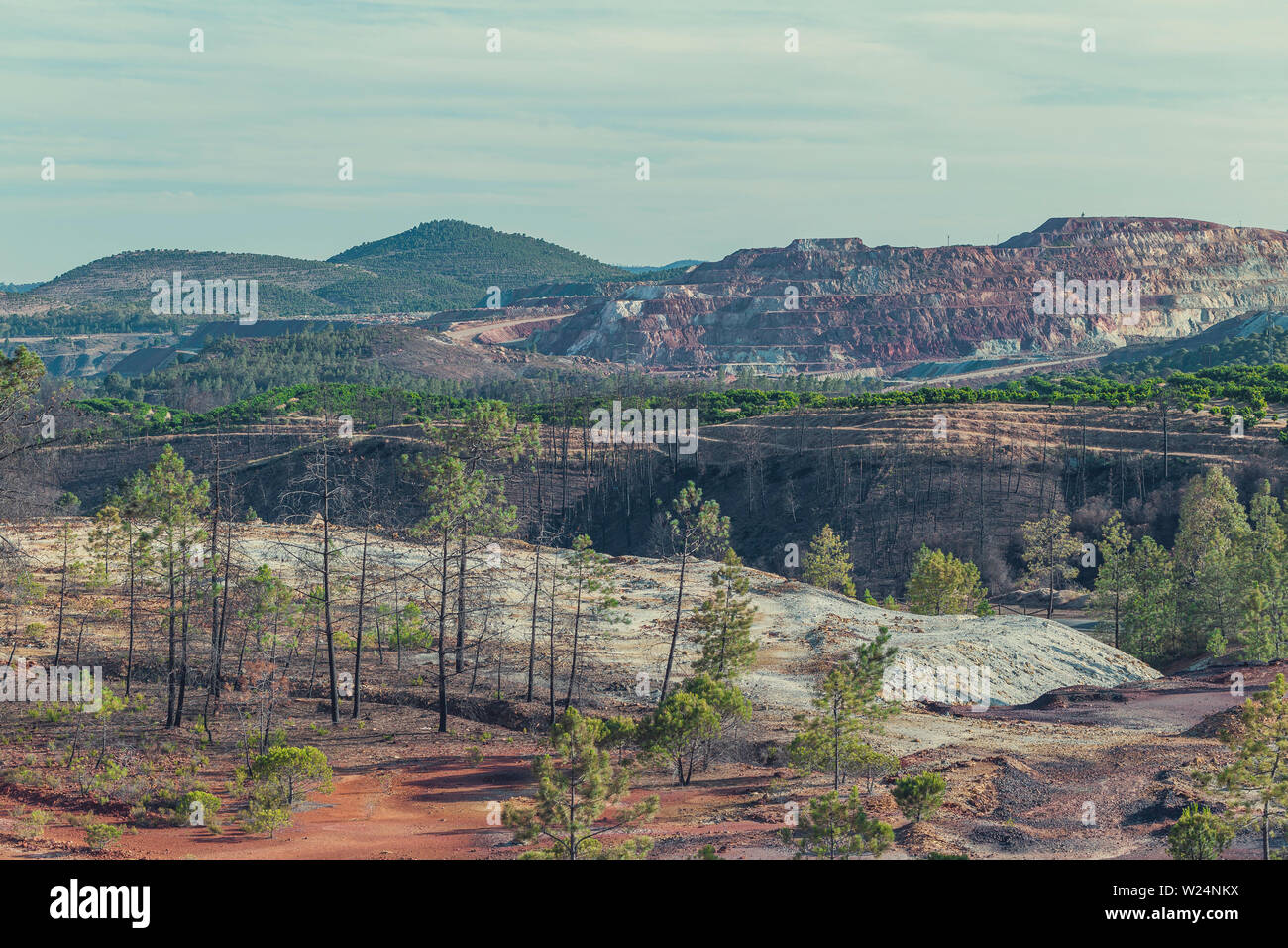 Weniger als ein Jahr nach einem verheerenden Waldbrand, neues Wachstum beginnt auf dem Waldboden mit Minen Hintergrund entstehen Stockfoto