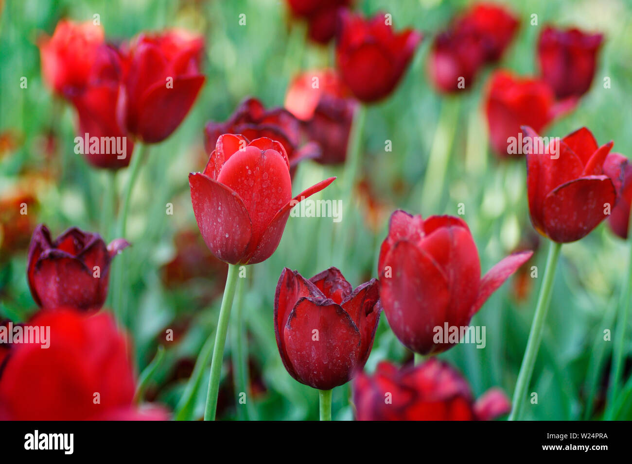 rote Tulpen im Treptower Park Stockfoto