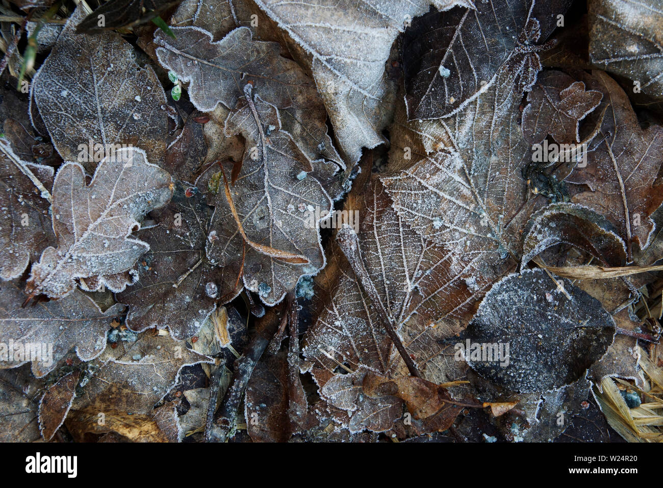 Reif auf Laub am Waldboden Stockfoto