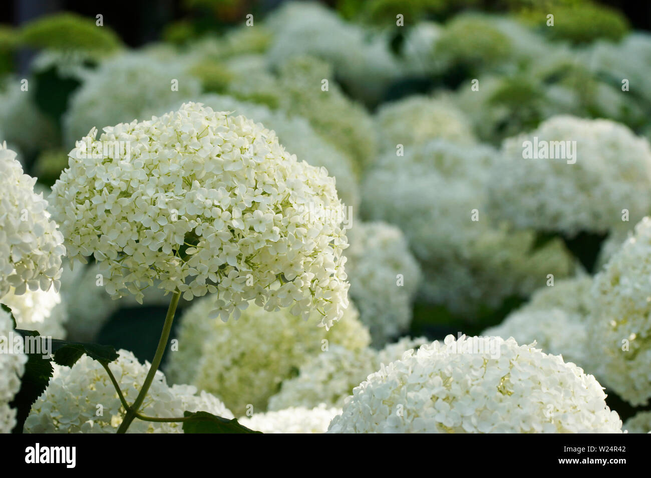 Hortensien/Hortensia Stockfoto