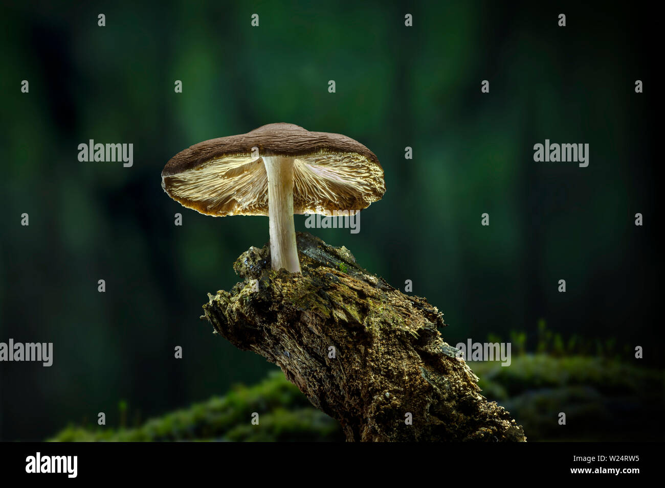 Einsame Pilzzucht auf morschen Baum Niederlassung im Wald Stockfoto