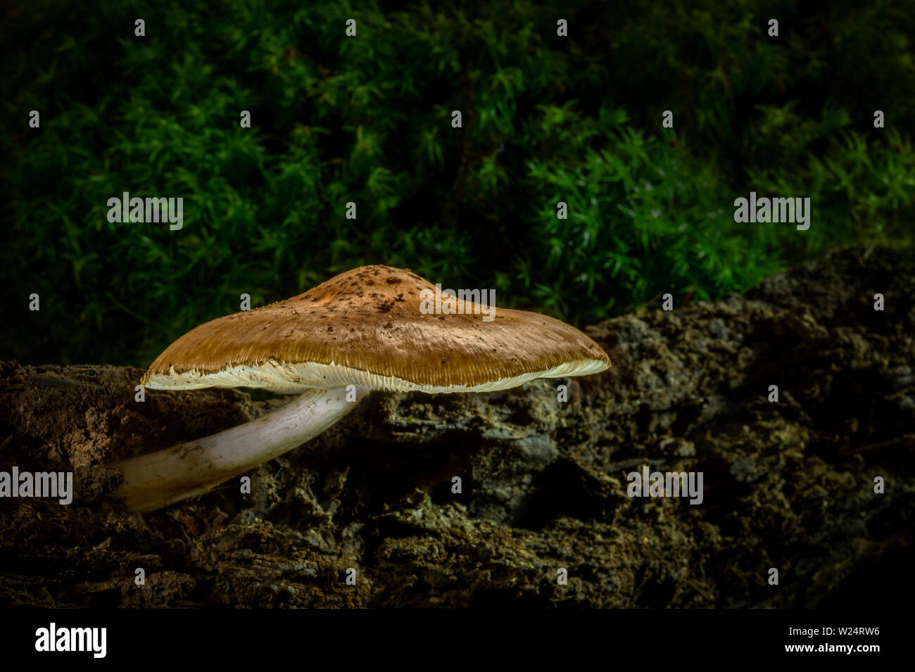 Pilzzucht auf alten verrotteten im Wald anmelden Stockfoto