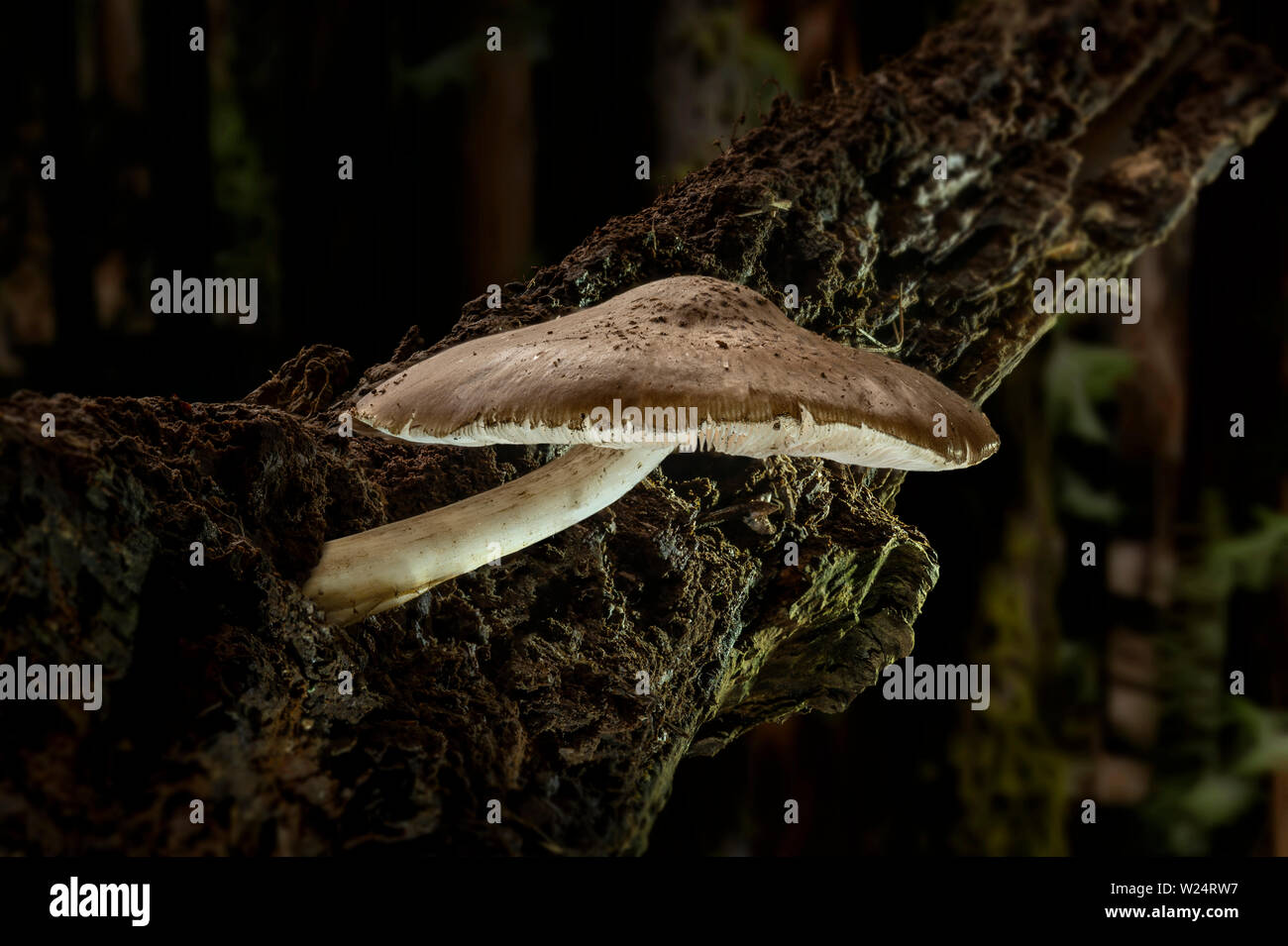 Pilz auf morschen Baum Niederlassung im Wald Stockfoto