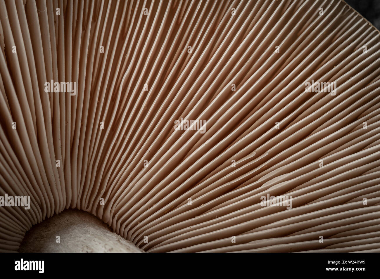 Detail Foto von der Unterseite der geschlachtete Pilz Stockfoto