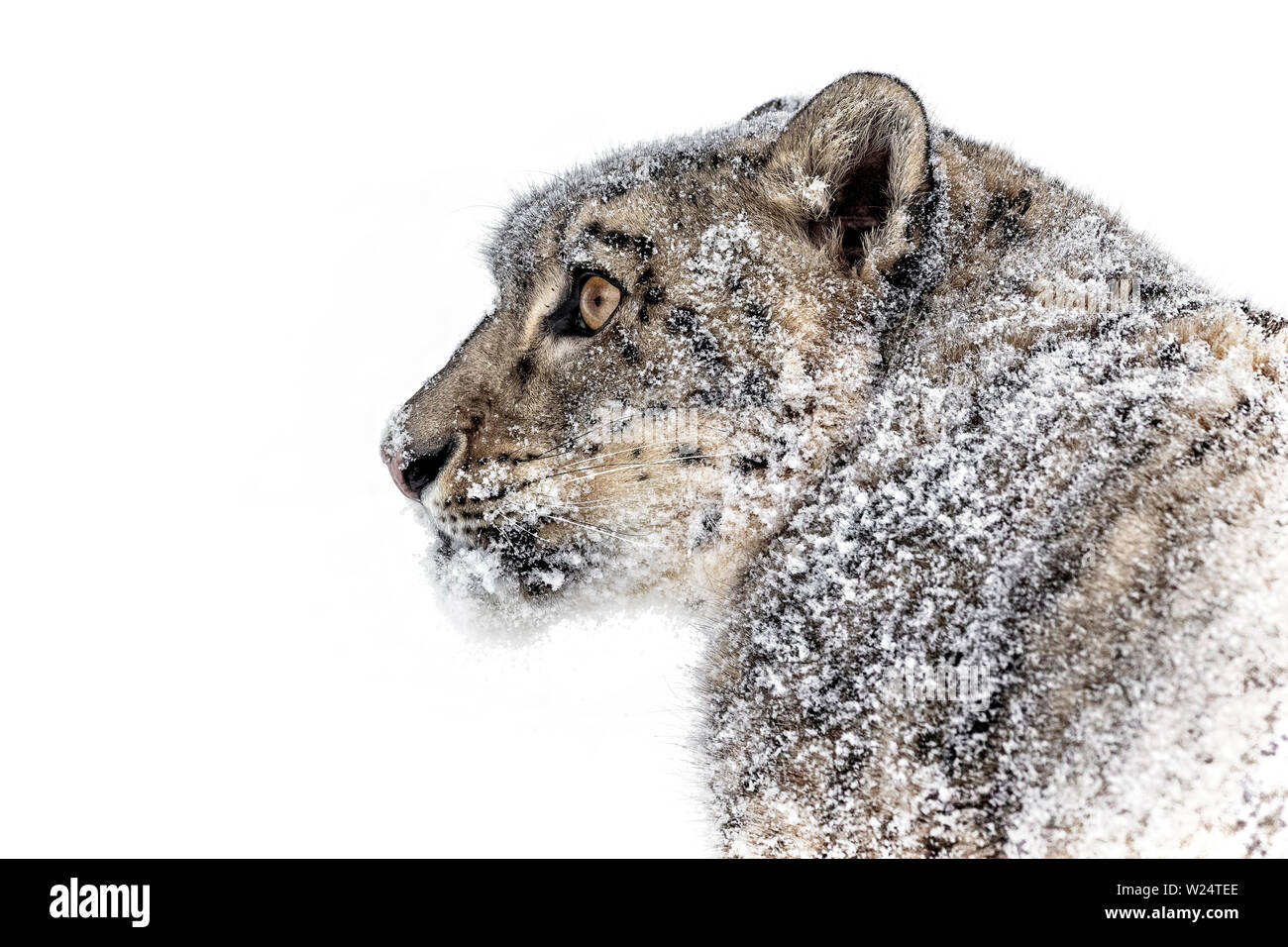 Die Snow Leopard ist eine große Katze von der Bergkette von Zentral- und Südasien in den alpinen Zonen in einer Höhe von 10.000 bis 15.000 Fuß. Stockfoto