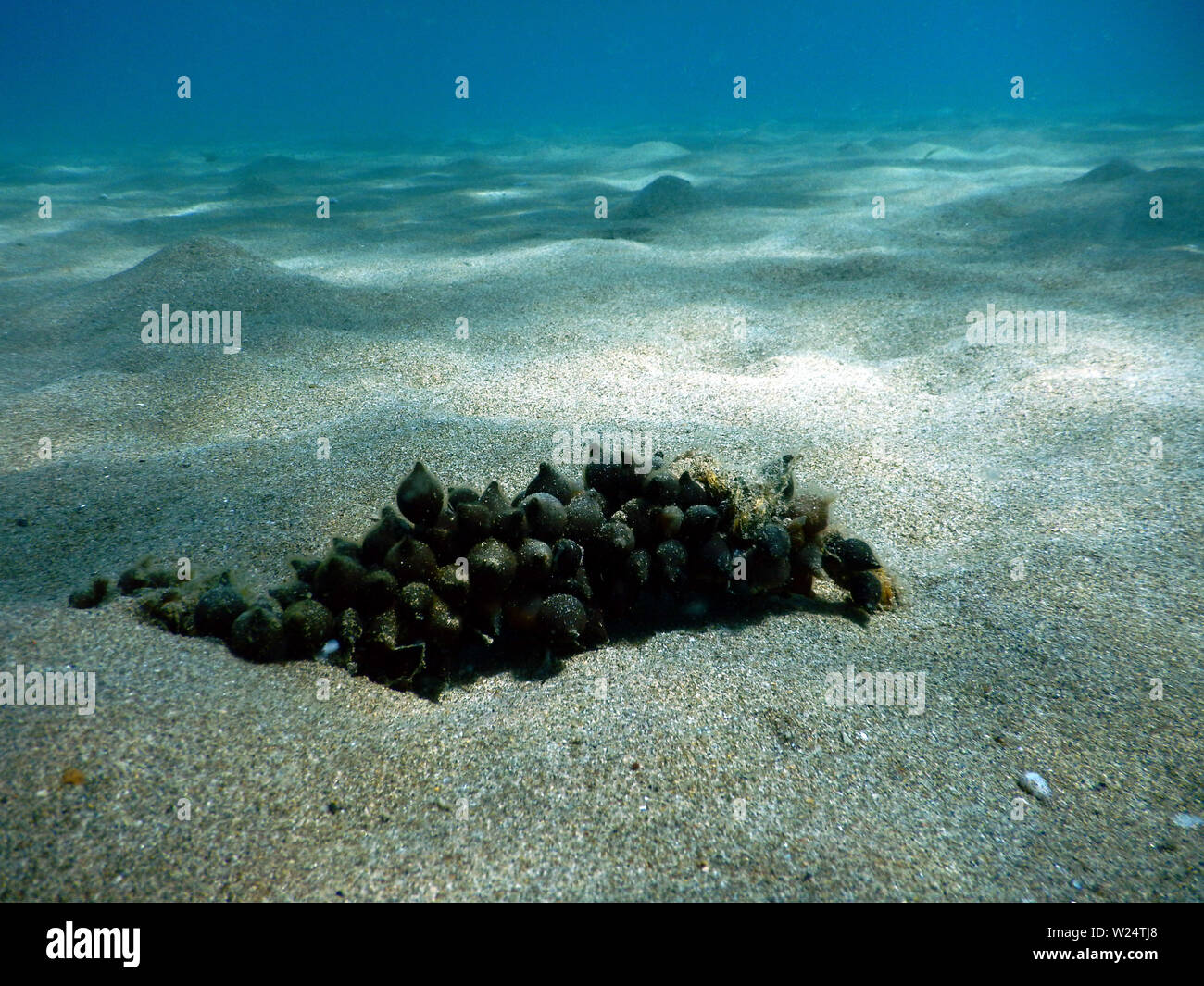 Eier der gemeinsamen europäischen Tintenfisch Sepia officinalis auf dem sandigen Boden Festhalten an etwas fest gelegt, um Sie nicht zu bewegen Sie den Wellen des Meeres Stockfoto