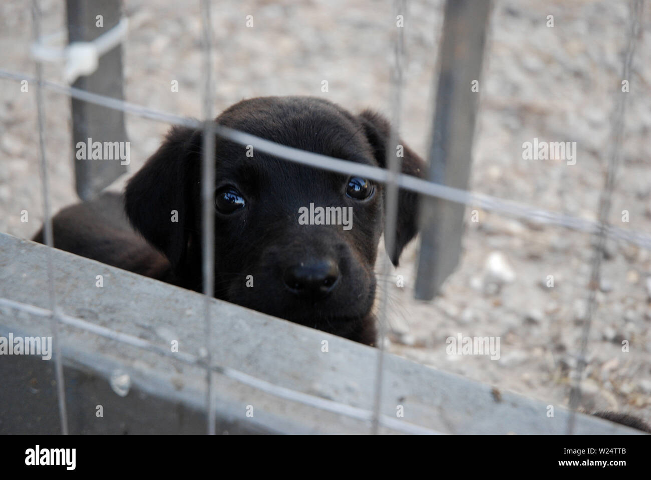 Wenige Monate alten Welpen Hunde mit ihrer Mutter in die Zwinger entwöhnt und in Erwartung der Annahme Stockfoto