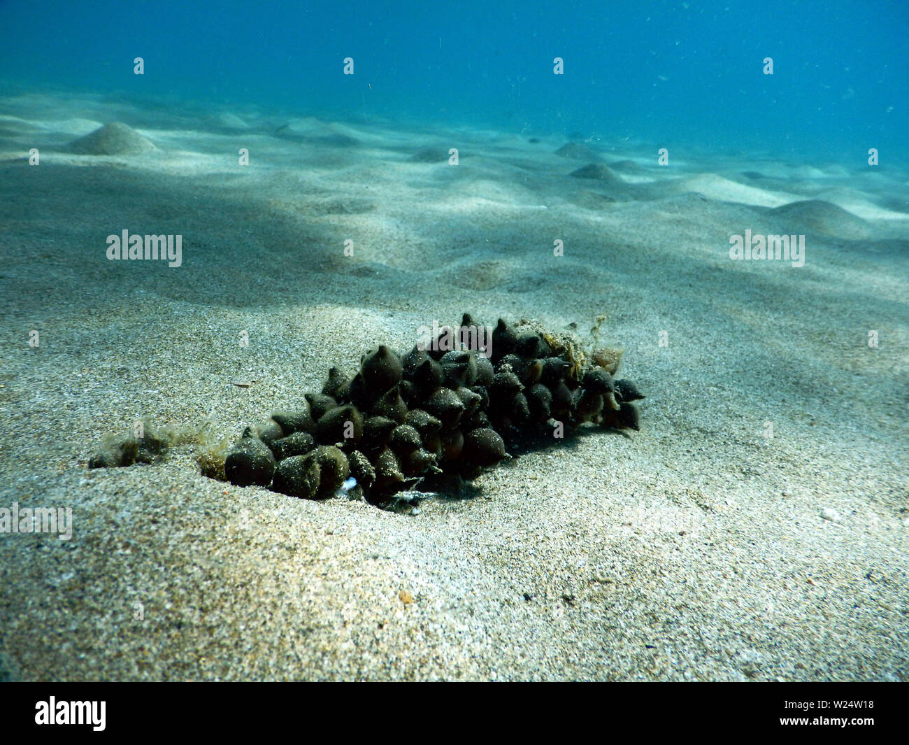 Eier der gemeinsamen europäischen Tintenfisch Sepia officinalis auf dem sandigen Boden Festhalten an etwas fest gelegt, um Sie nicht zu bewegen Sie den Wellen des Meeres Stockfoto