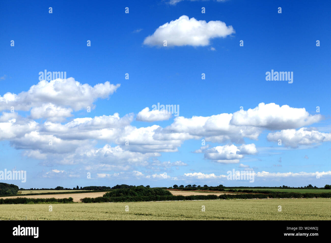 Agrarlandschaft, Norfolk, England, Felder, Pflanzen, Weiße Cumulus-Wolken Stockfoto