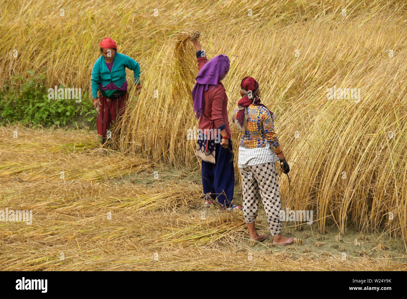 Die Landwirte ernten von Reis im ländlichen Nepal Stockfoto